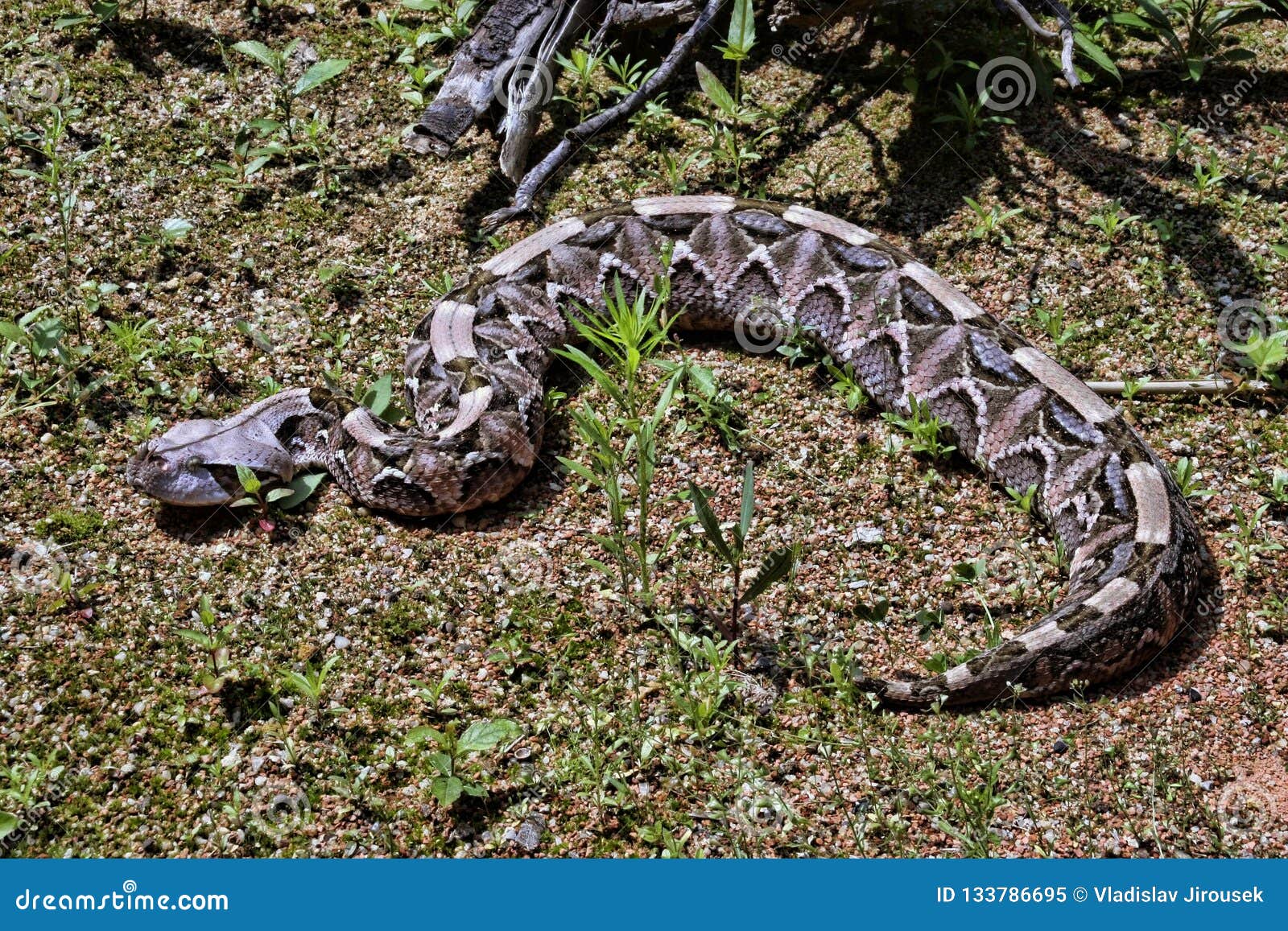 gaboon viper, bitis gabonica rhinoceros, is among the largest poisonous snakes