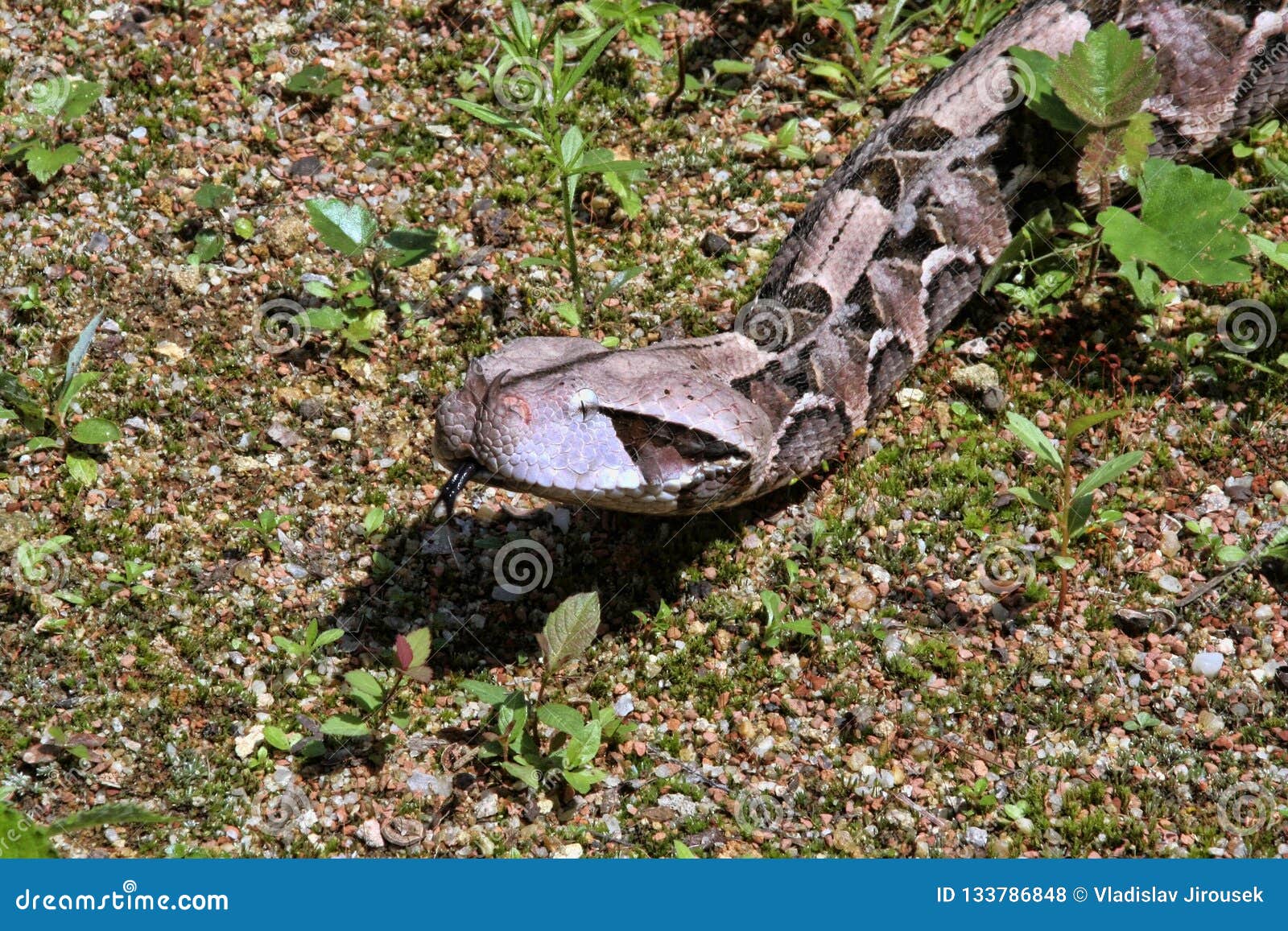 gaboon viper, bitis gabonica rhinoceros, is among the largest poisonous snakes