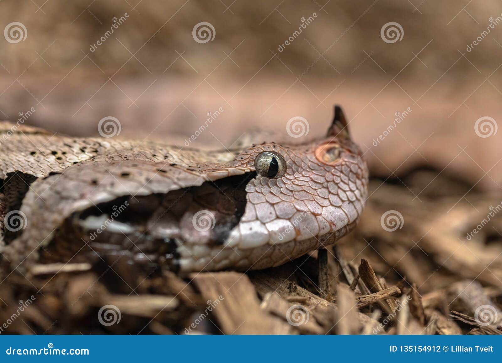 Gaboon Viper, Bitis Gabonica, Side View of Head Stock Photo - Image of  dangerous, african: 135154912