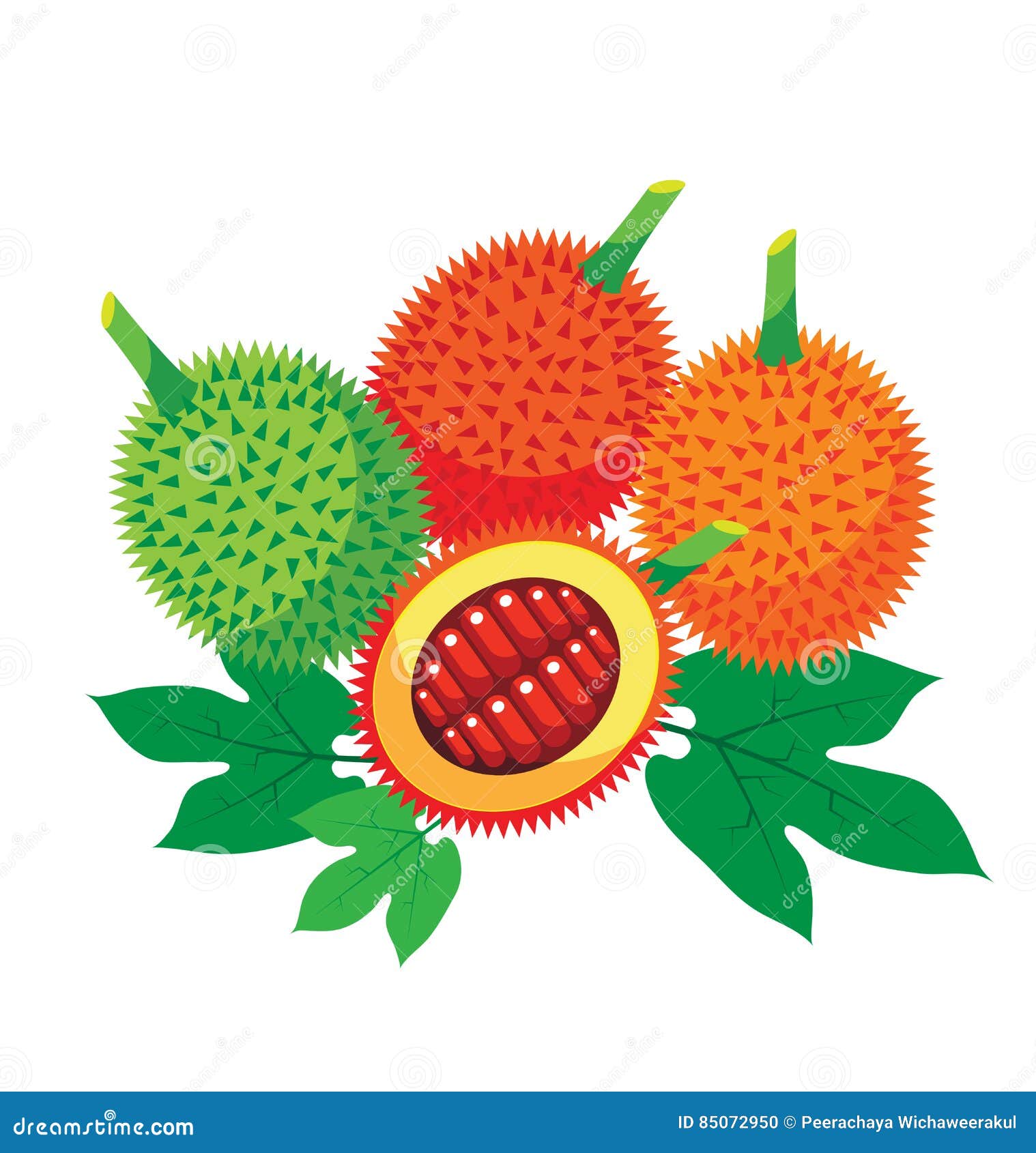 Gac Fruit Health Benefits with Leaf Stock Vector Illustration of health, medicinal 85072950