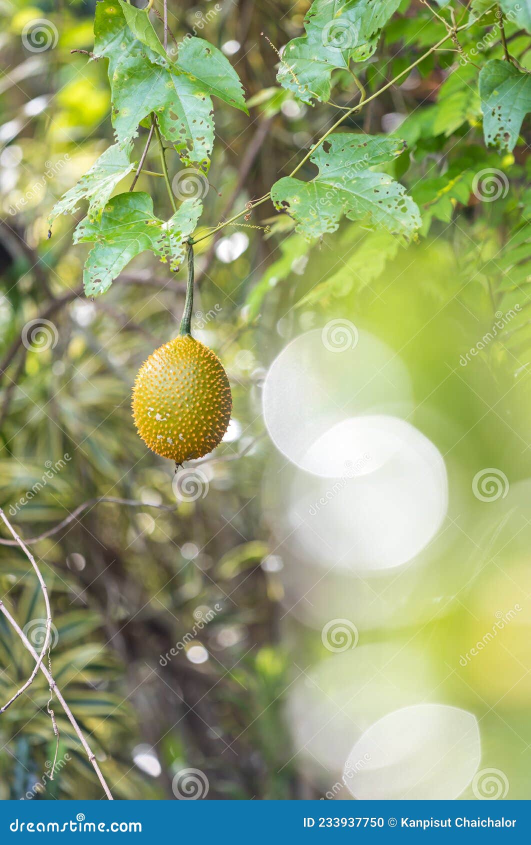 Gac Fruit Sur L'arbre Bébé Jackfruit Cochinchin Gourde épiny Amer Gourde  Gourde Douce Gourde. Momordica Cochinchinensis. Gourde De Photo stock -  Image du carotène, chéri: 233937750