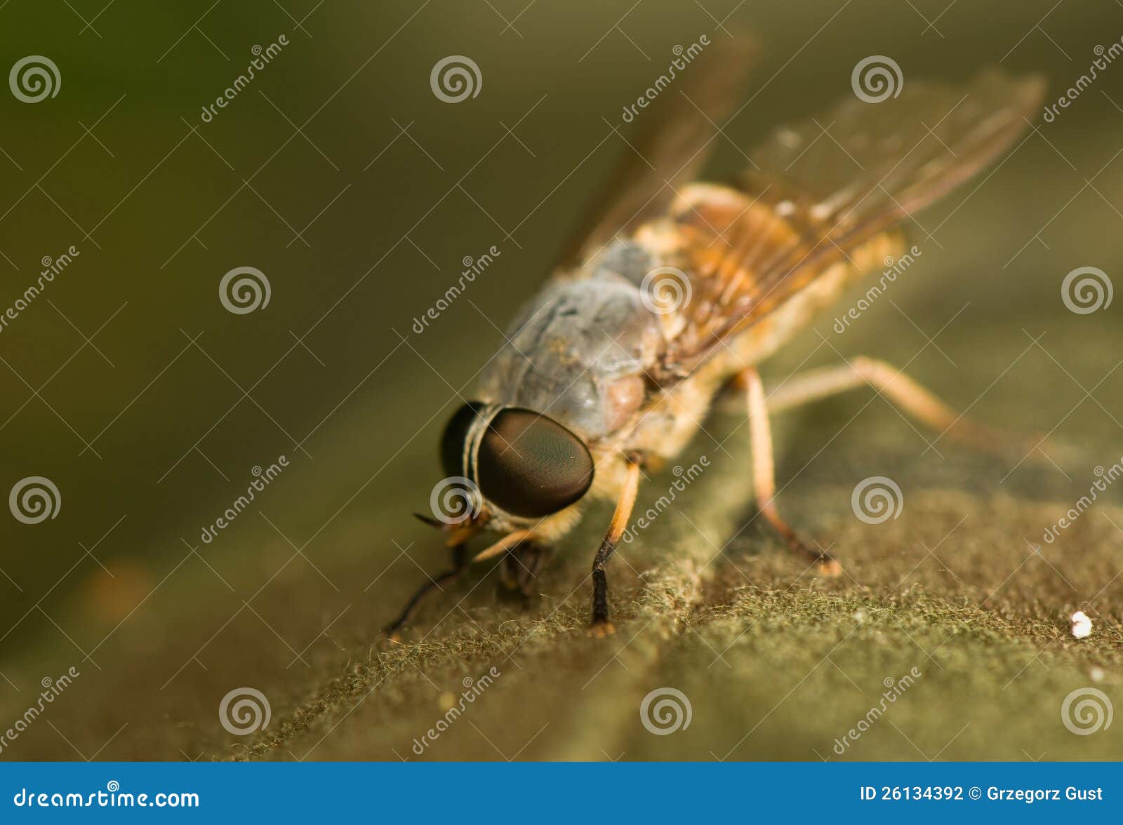 Gadfly Stock Photo Image Of Wings Insect Flight Head 26134392