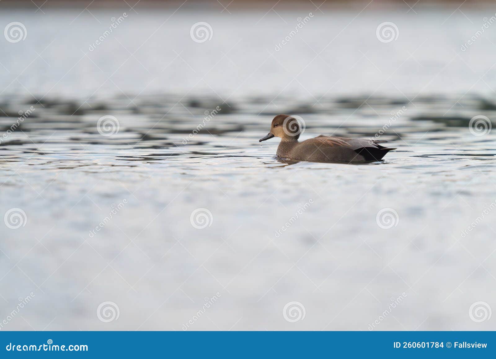 gadwall resting at seaside