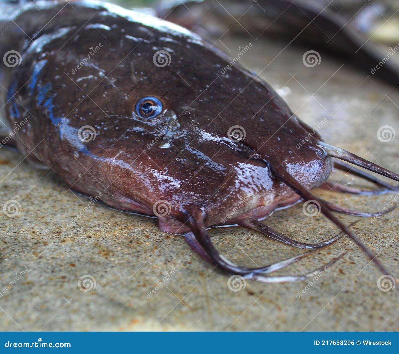 Gafftopsail Catfish (Bagre Marinus) on the Wet Surface Stock Photo