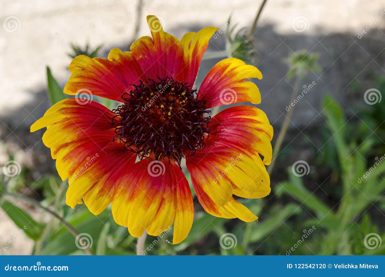 Gaillardia Aristata Or Blanket Flower With Red And Yellow Petals