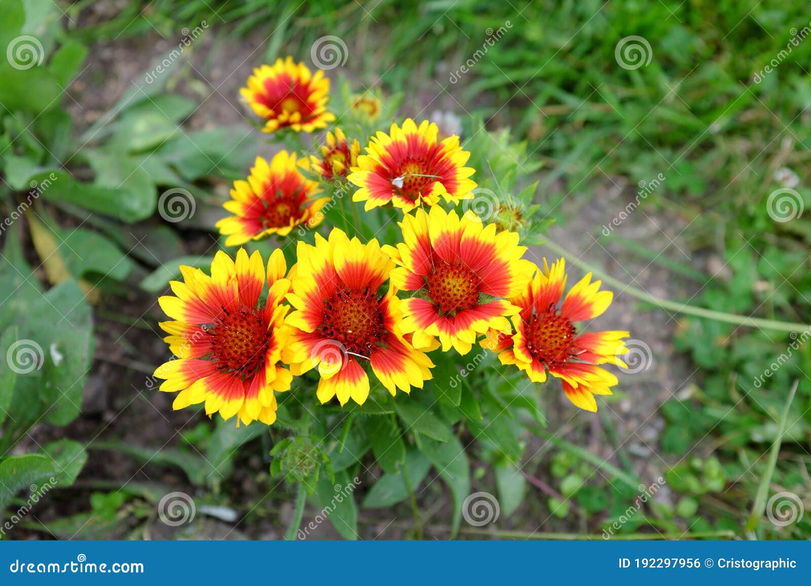 Gaillardia aristata foto de stock. Imagem de ecologia 192297956