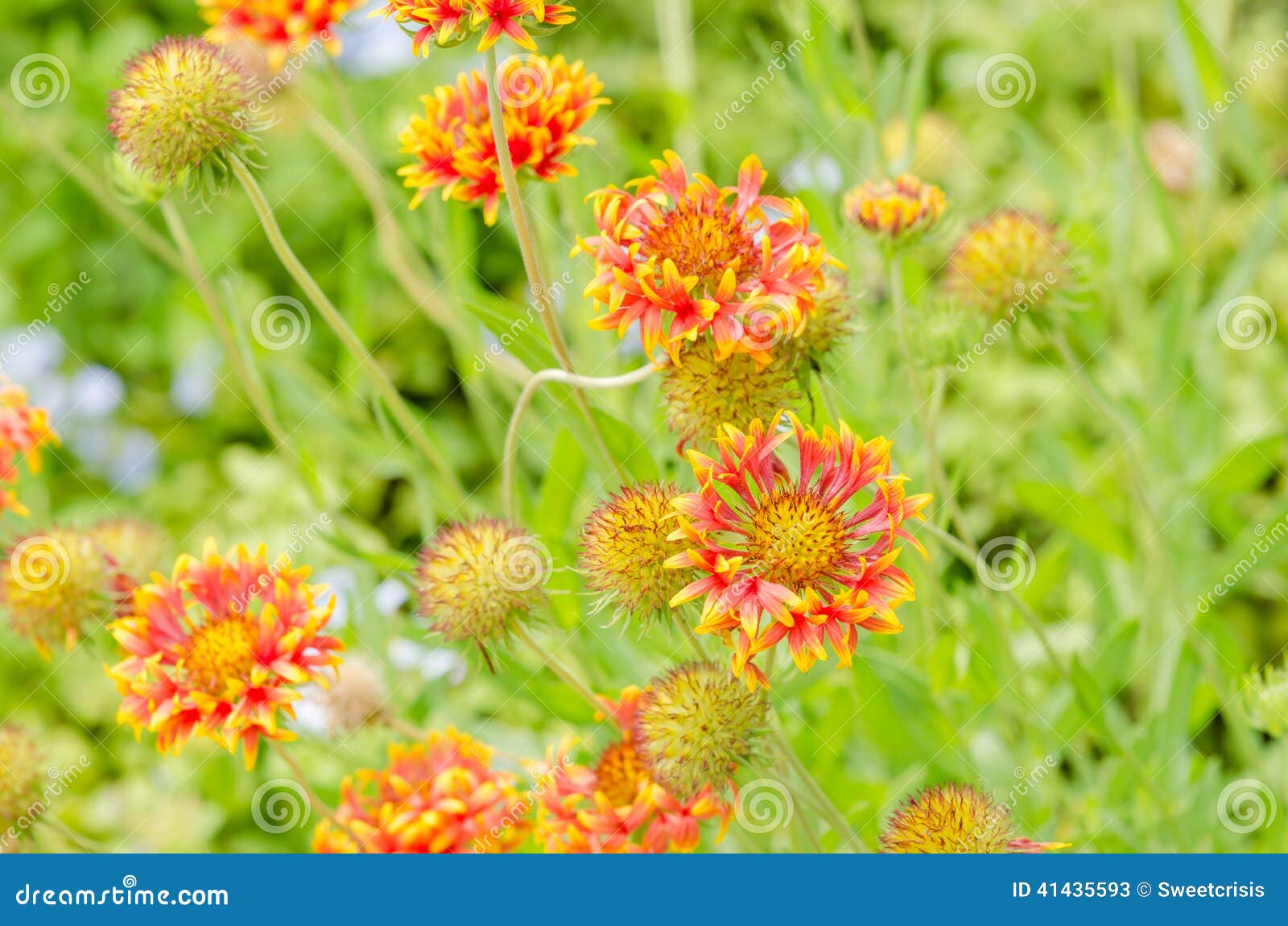 Gaillardia Aristata Rote Gelbe Blume Im Garten Stockbild Bild von