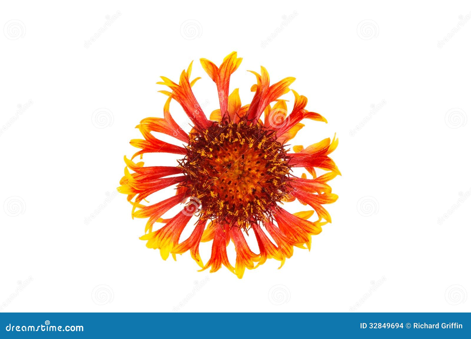 Gaillardia flower stock photo. Image of round, flower 32849694