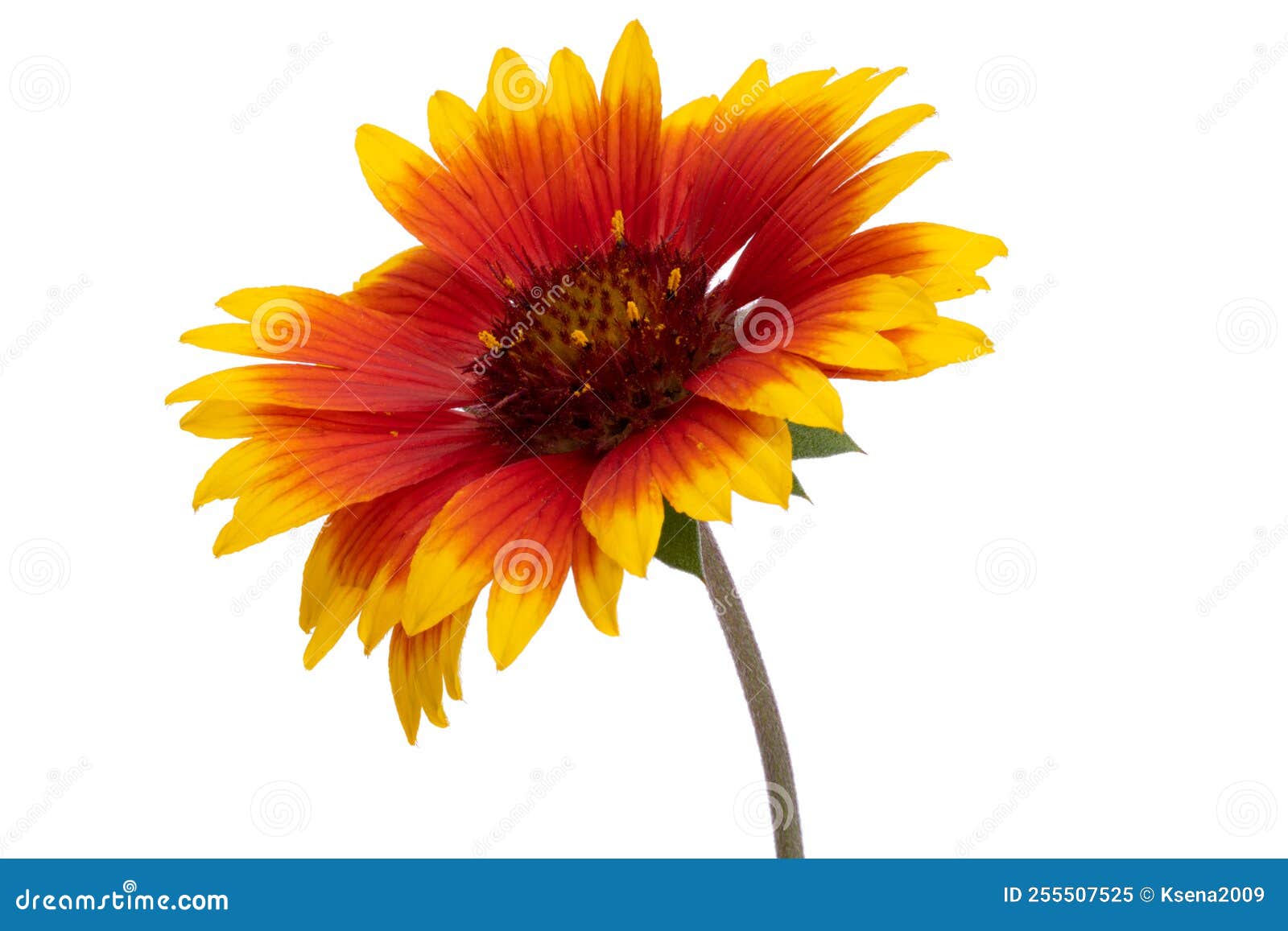 Gaillardia Florescence Isolated Stock Image Image of leaf, botanical