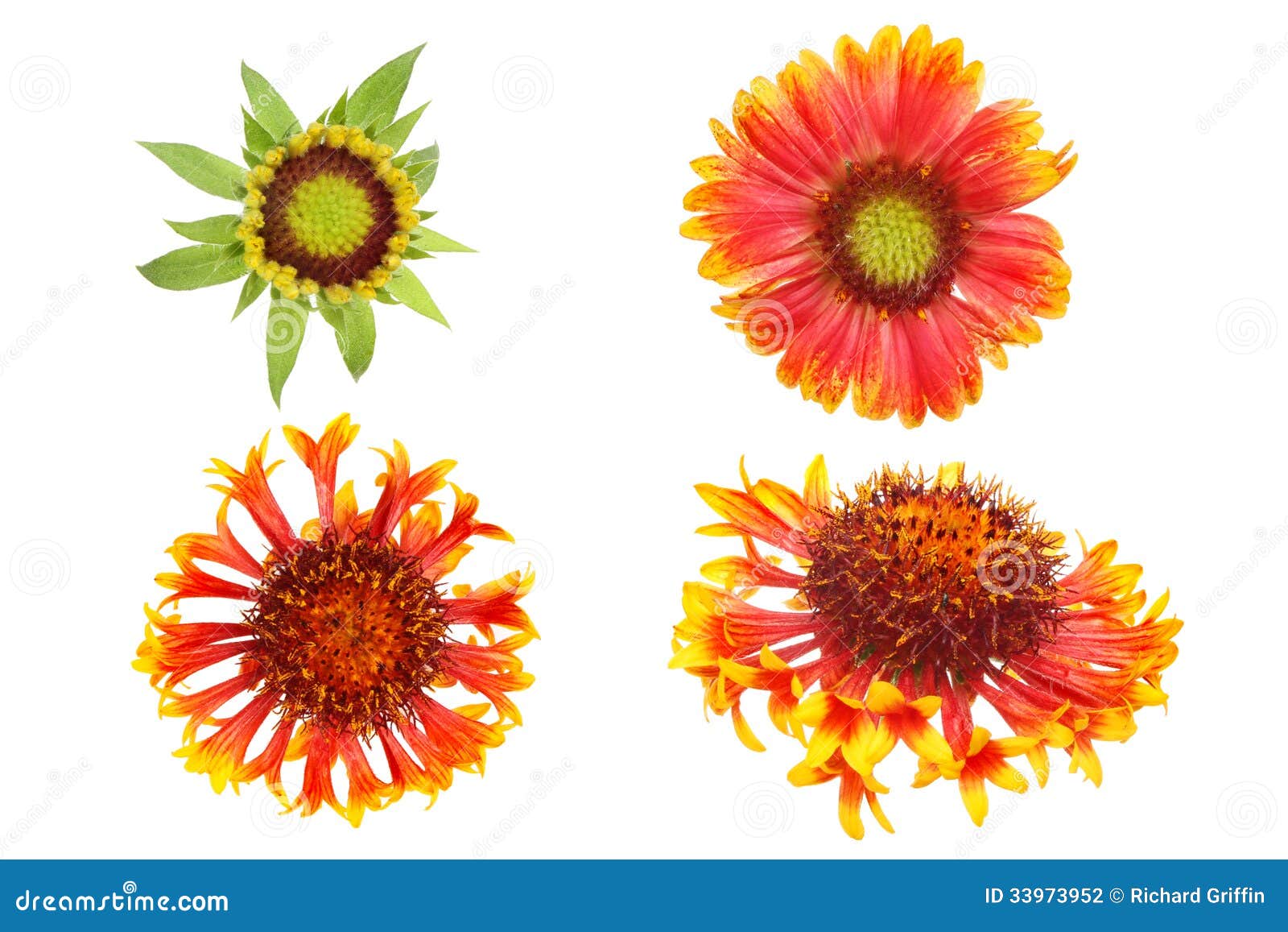 Gaillardia selection stock photo. Image of selection 33973952