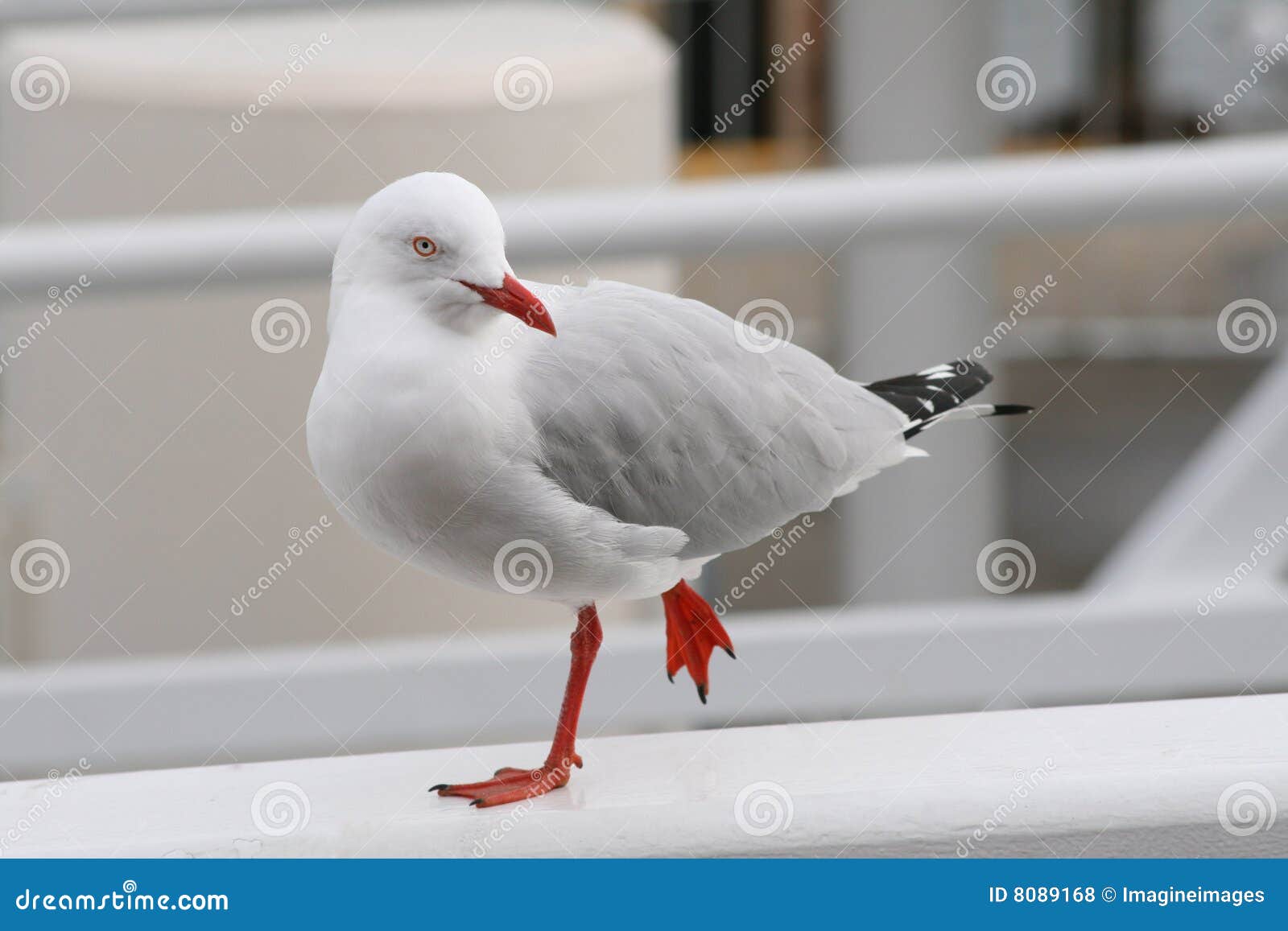 Gaivota (Gaivota-prateada) foto de stock. Imagem de impressionante - 8089168, image size:1600x1157