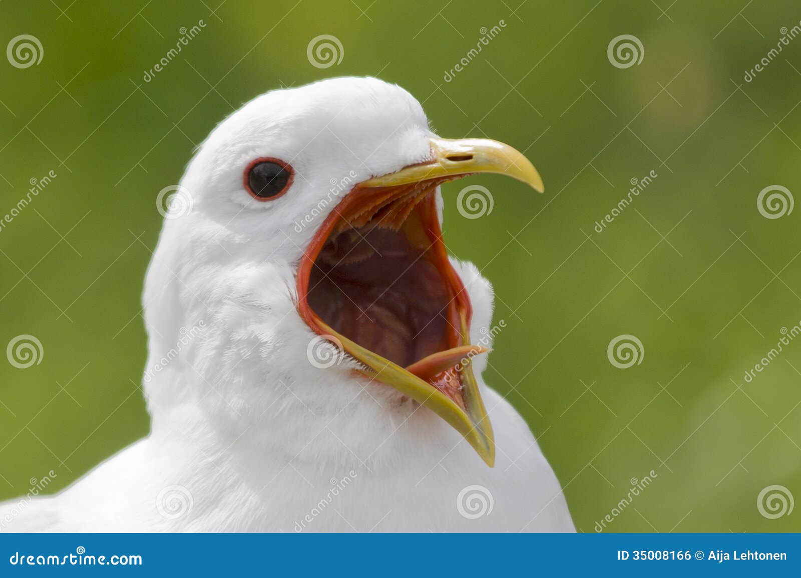 A gaivota gritando com sua boca larga abre