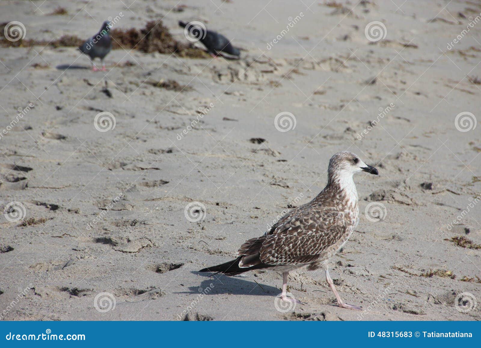 Gaivota na praia de Florida. Gaivota em Florida em Oceano Atlântico