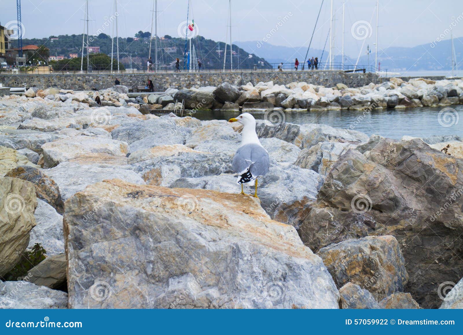 Gaivota que olha o porto próximo distante. A gaivota está nas rochas que olham distante à rua de Potoverence