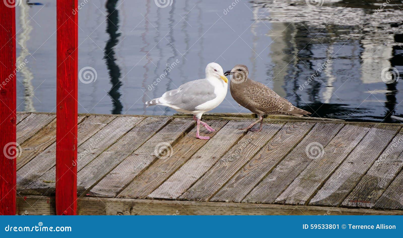 Gaivotas imagem de stock. Imagem de gaivota, macho, nave - 59533801, image size:1600x944