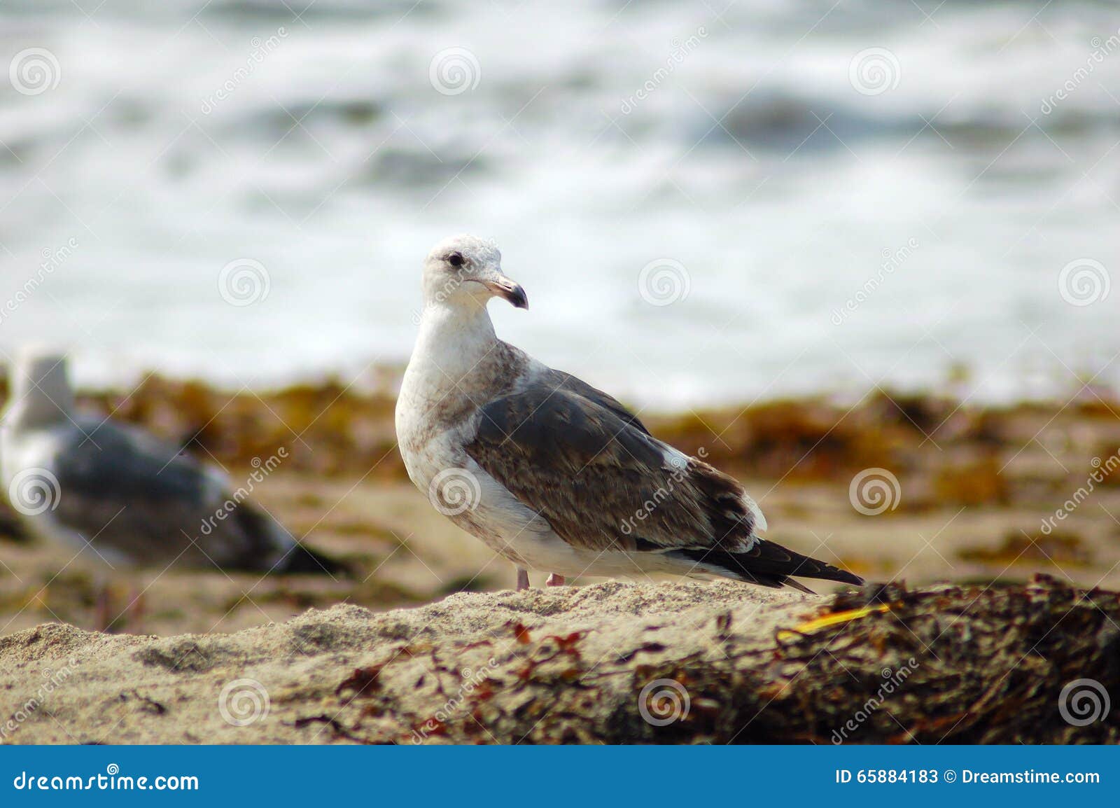 Gaivotas. Pássaro do miado da gaivota de miado do mar da gaivota do albatroz