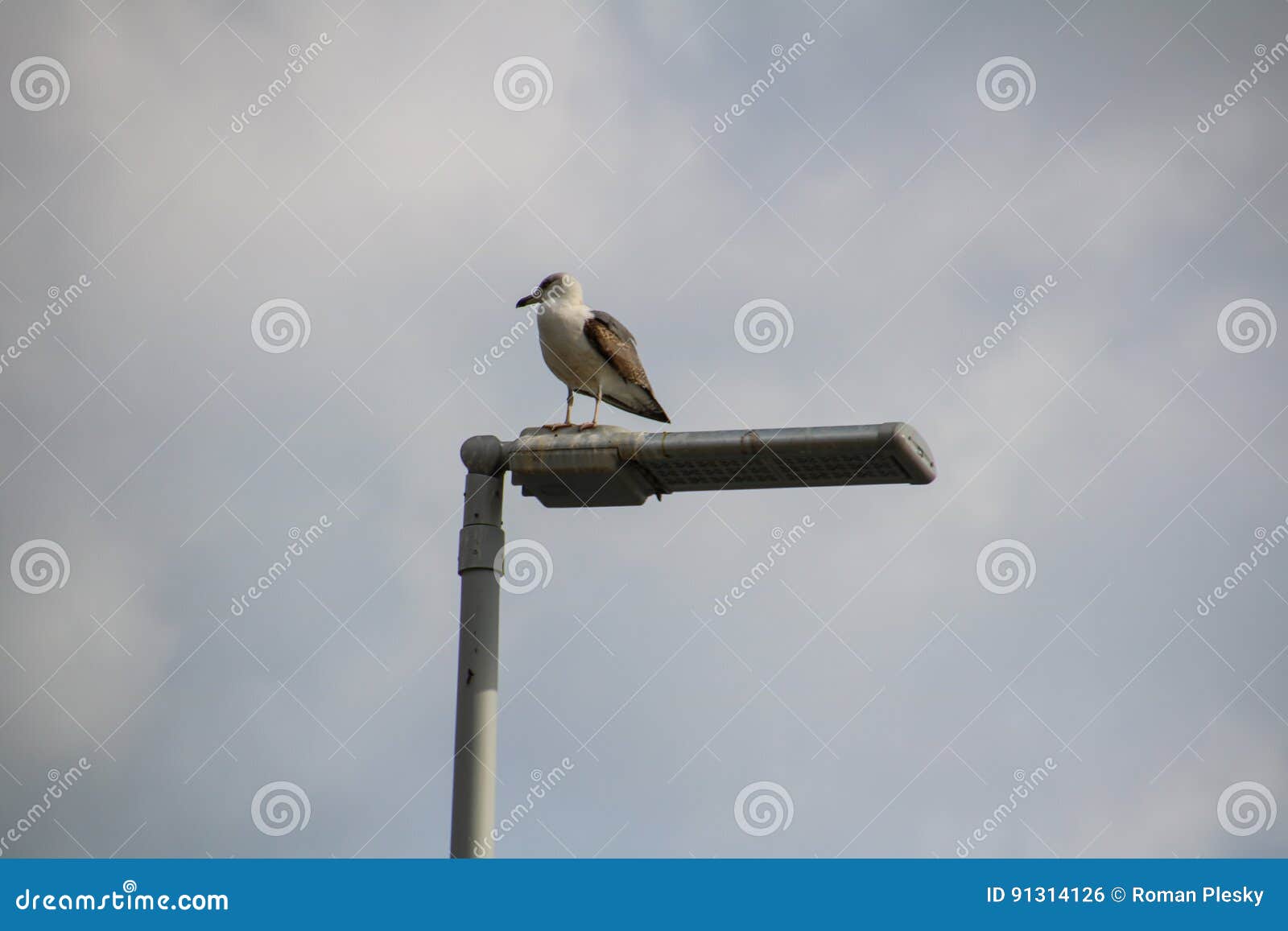 Gaivotas de Madeira. As gaivotas na costa sul de Madeira