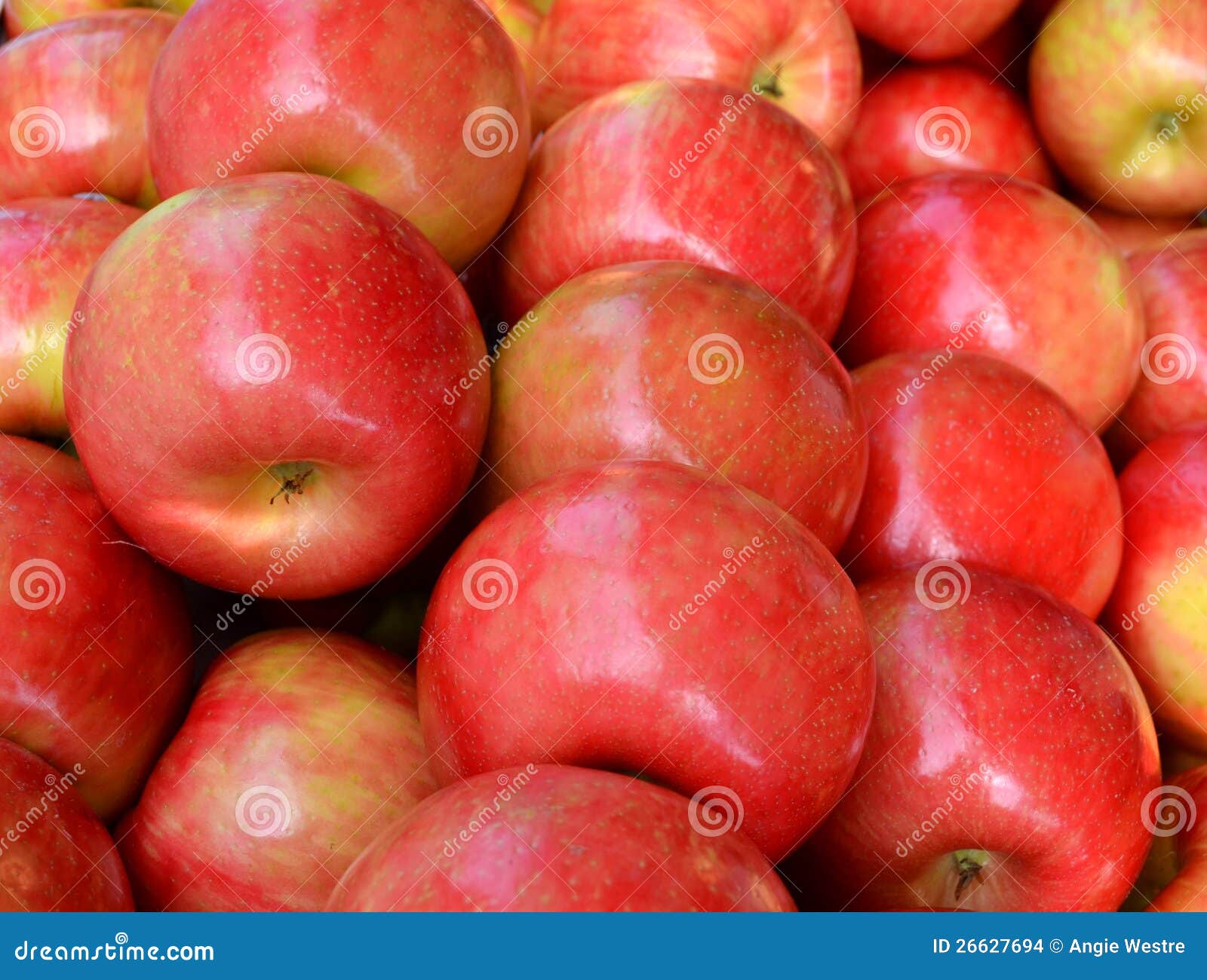 Gala apples stock photo. Image of fruit, market, peel 26627694