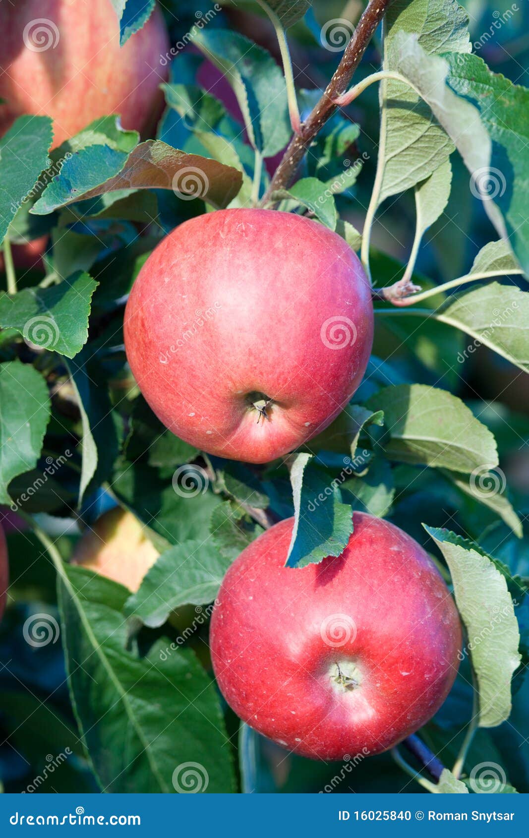 Gala apples on the branch stock photo. Image of fruit 16025840