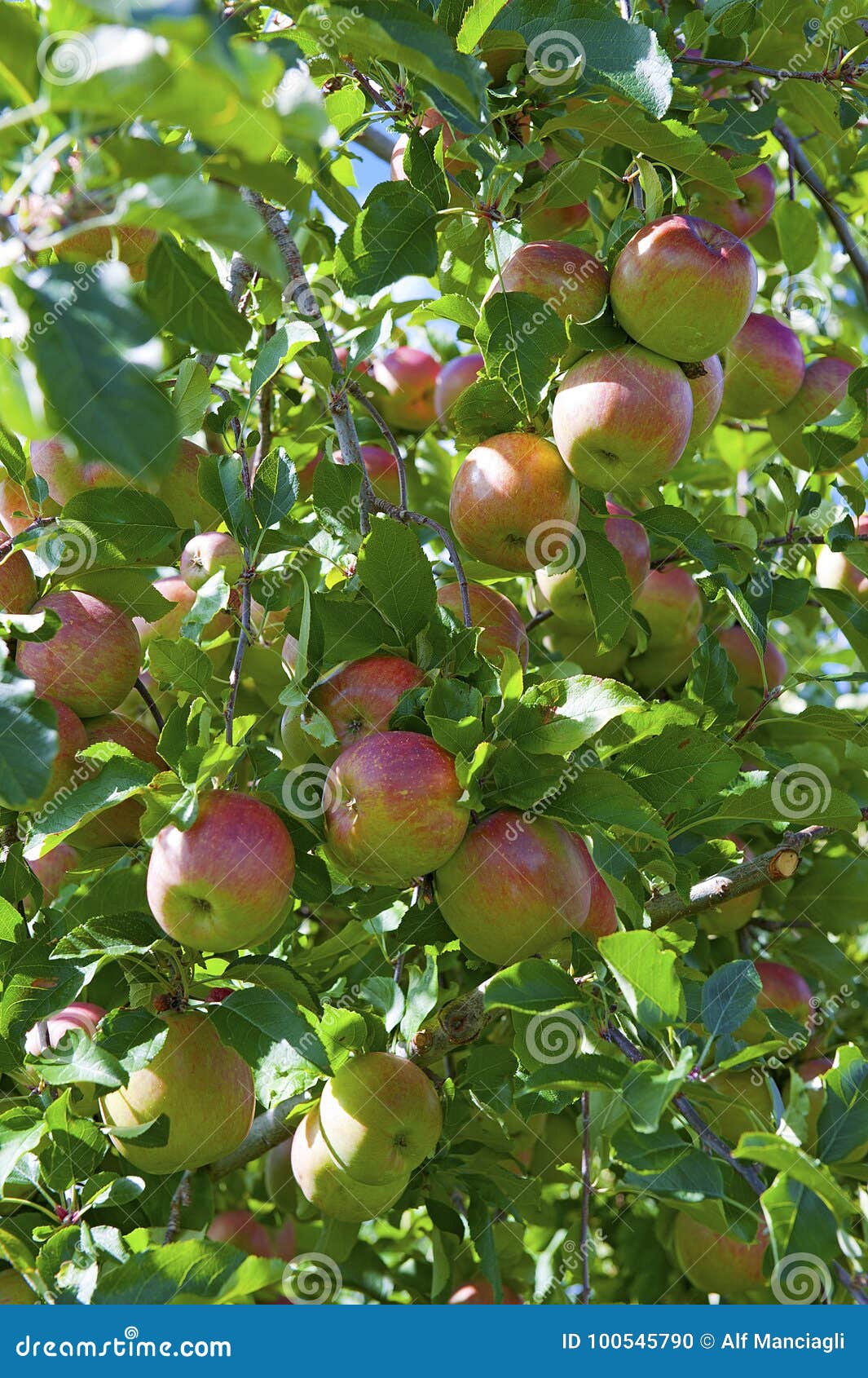 Gala apples branch. stock photo. Image of tree, pick 100545790