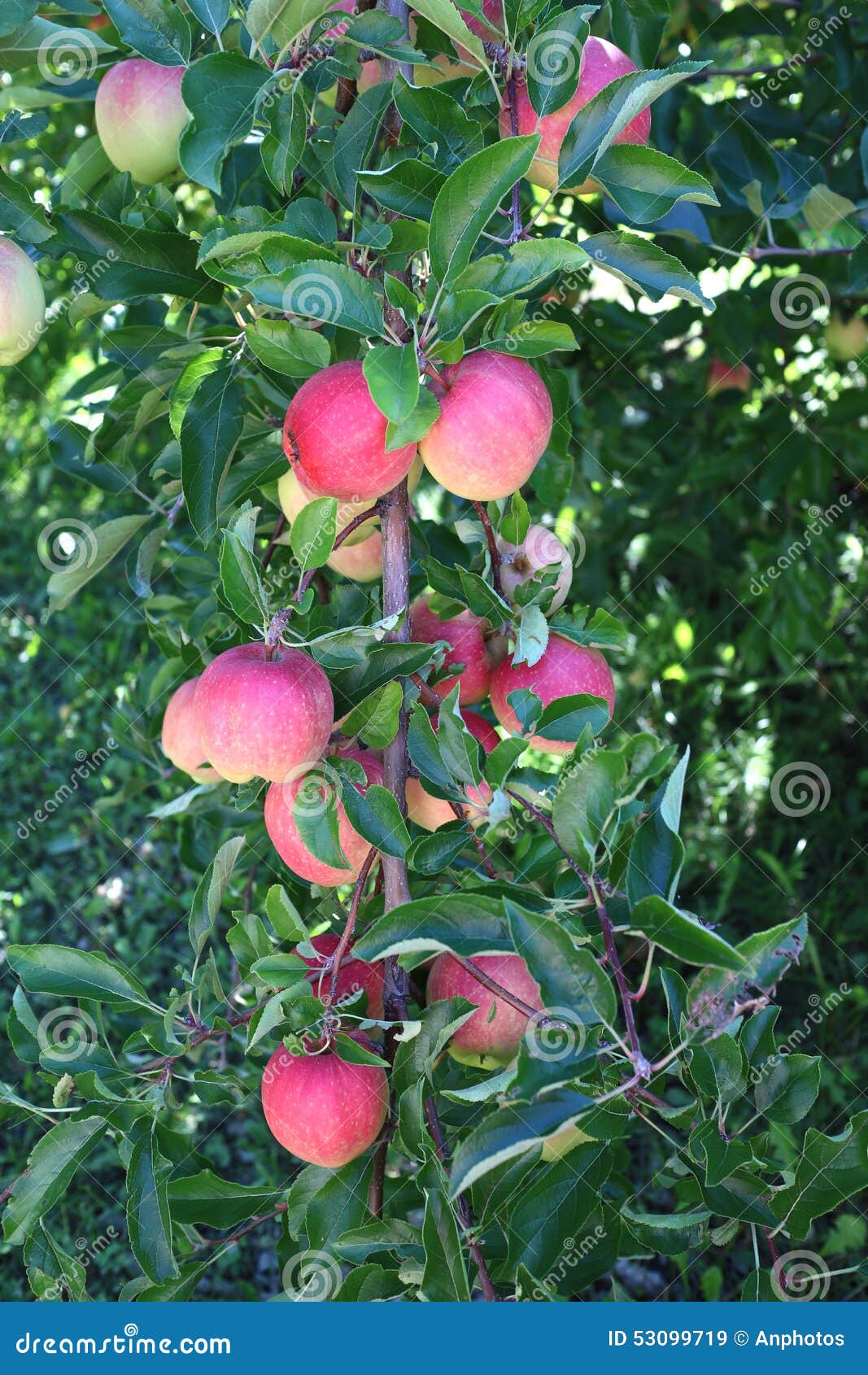 Gala apples stock image. Image of white, healthy, wholesome 53099719