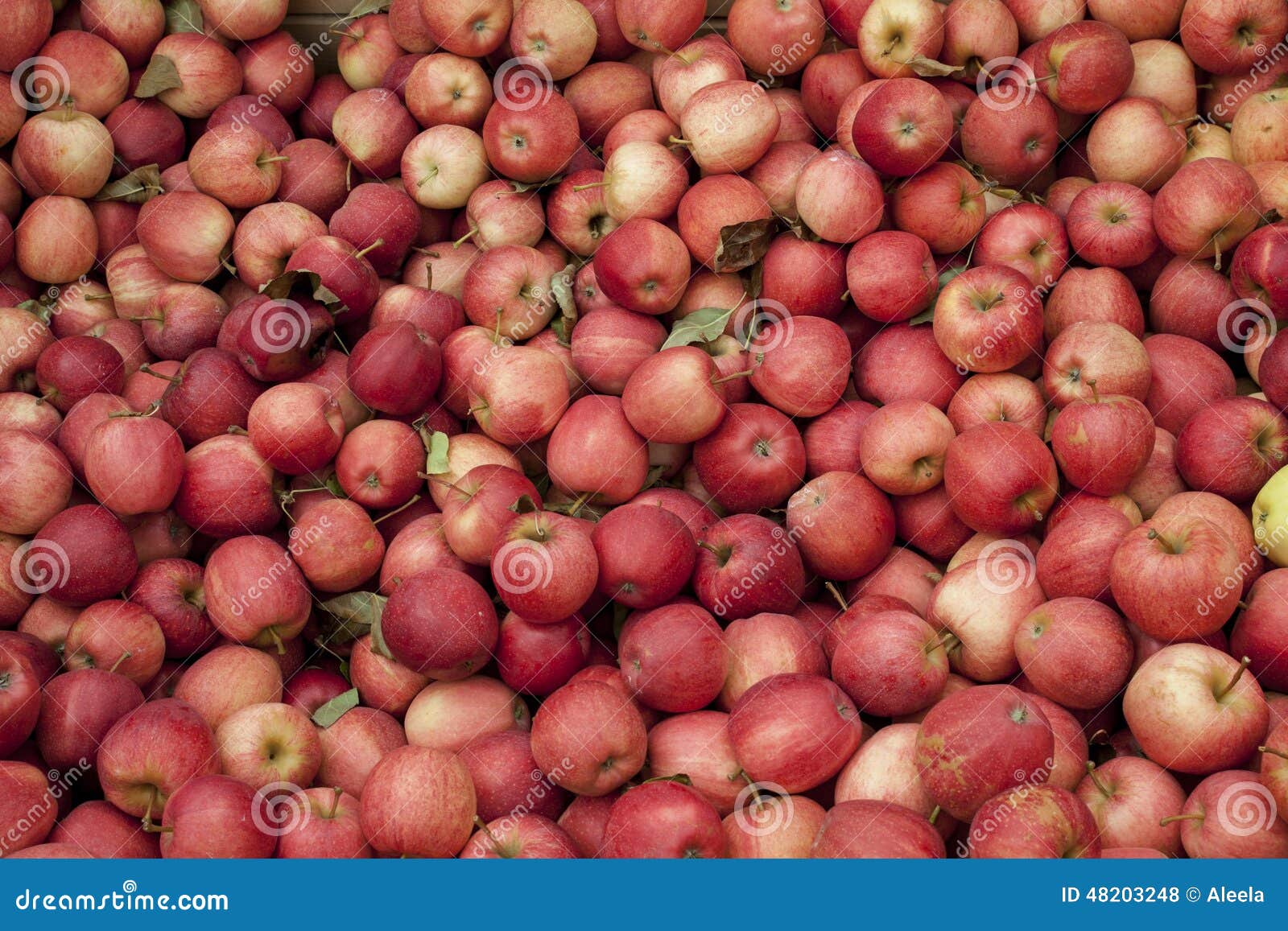 Gala Apples stock photo. Image of apples, gala, yellow 48203248