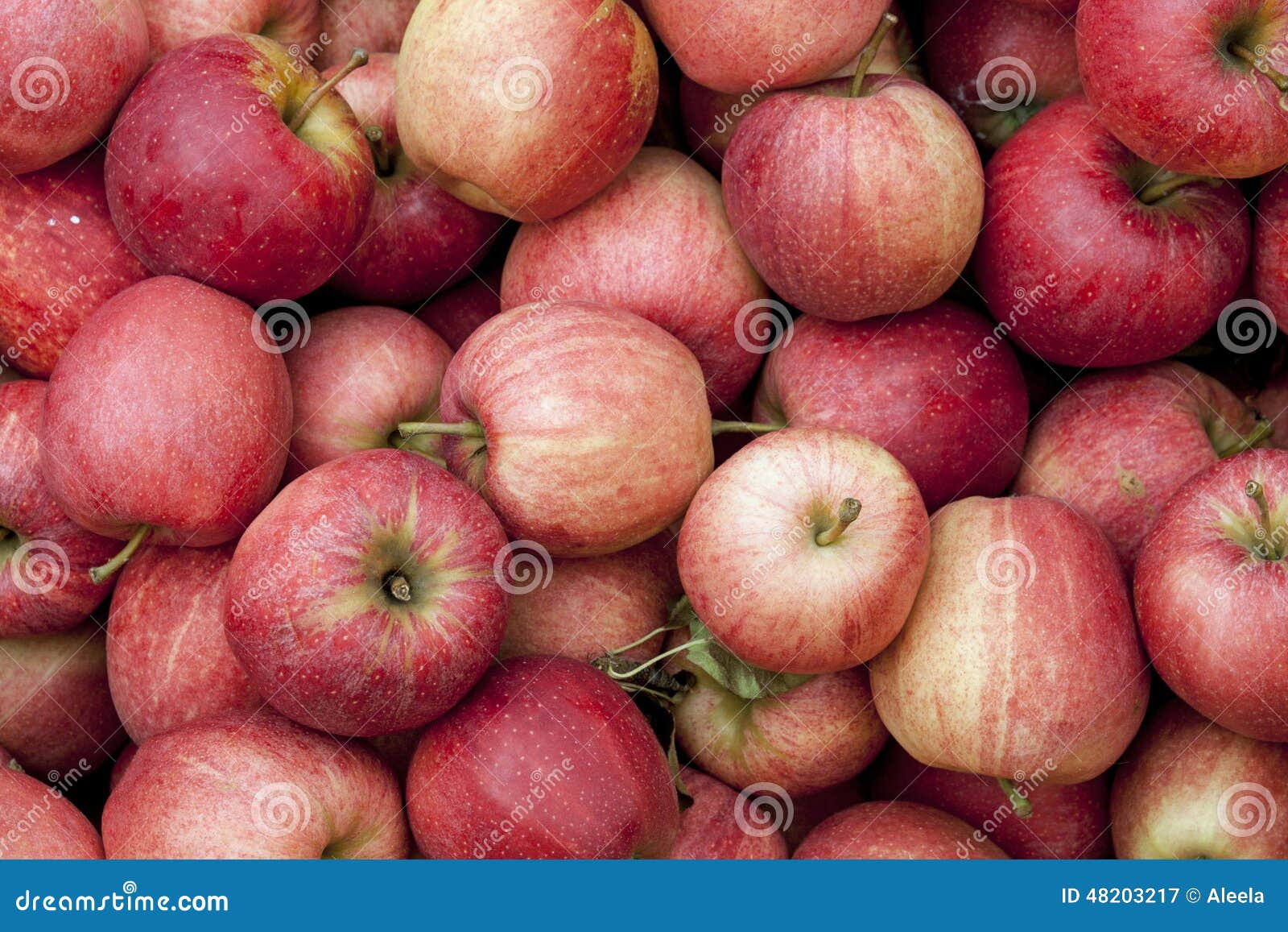 gala apples