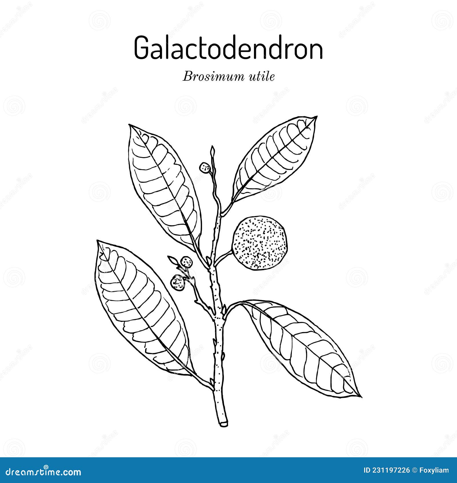 galactodendron brosimum utile , medicinal plant