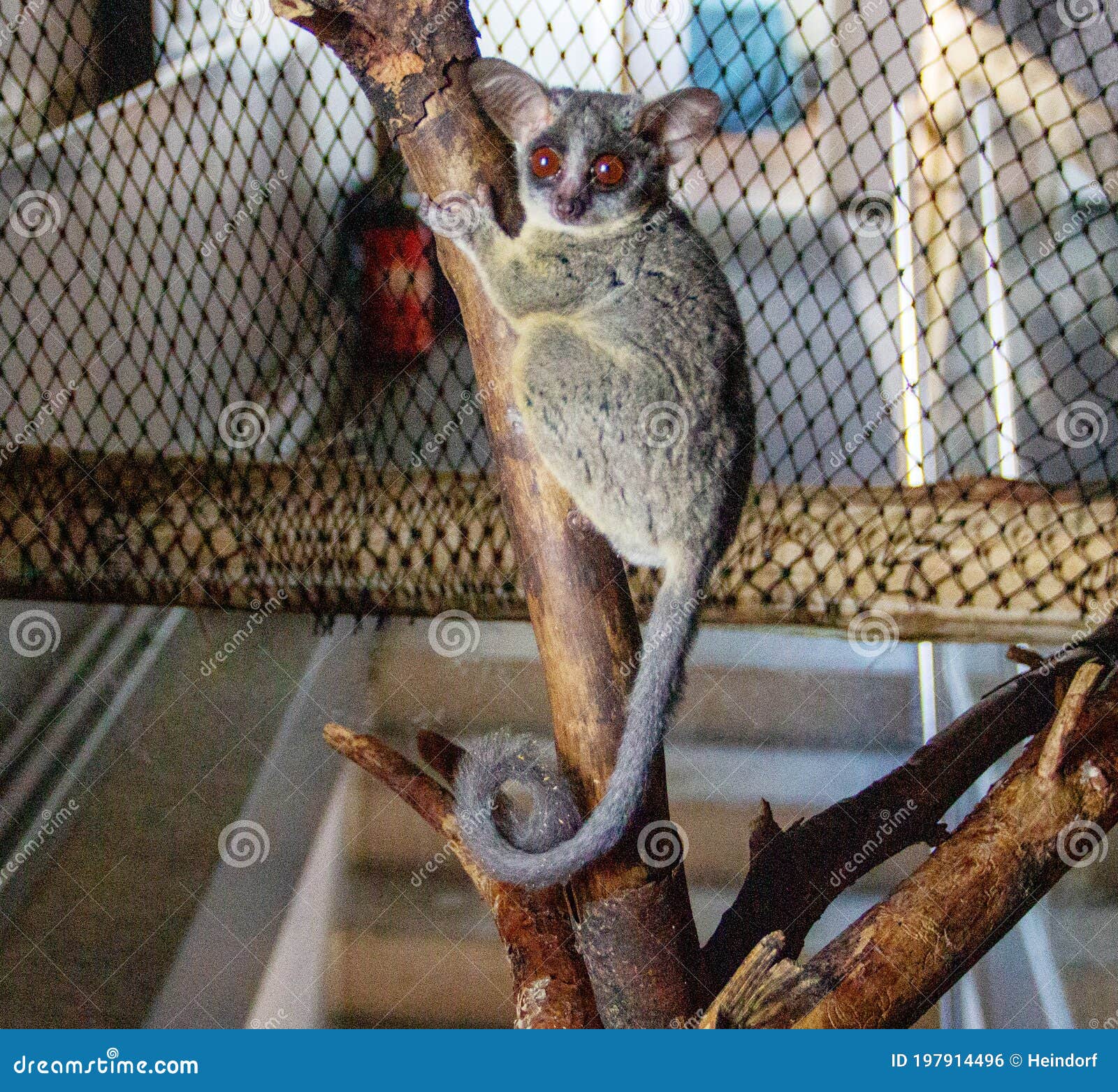 galagos, also known as bush babies, nagapies or night monkeys, are small primates from the family strepsirrhini