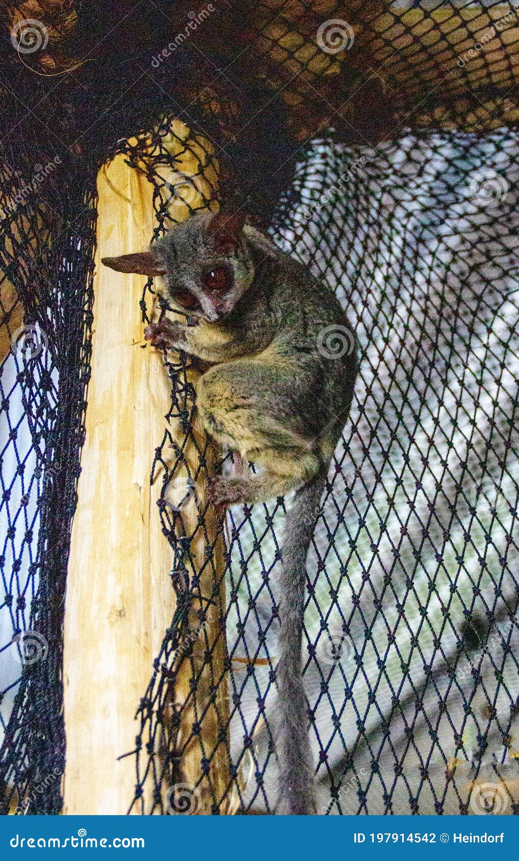 galagos, also known as bush babies or nagapies, are small nocturnal primates