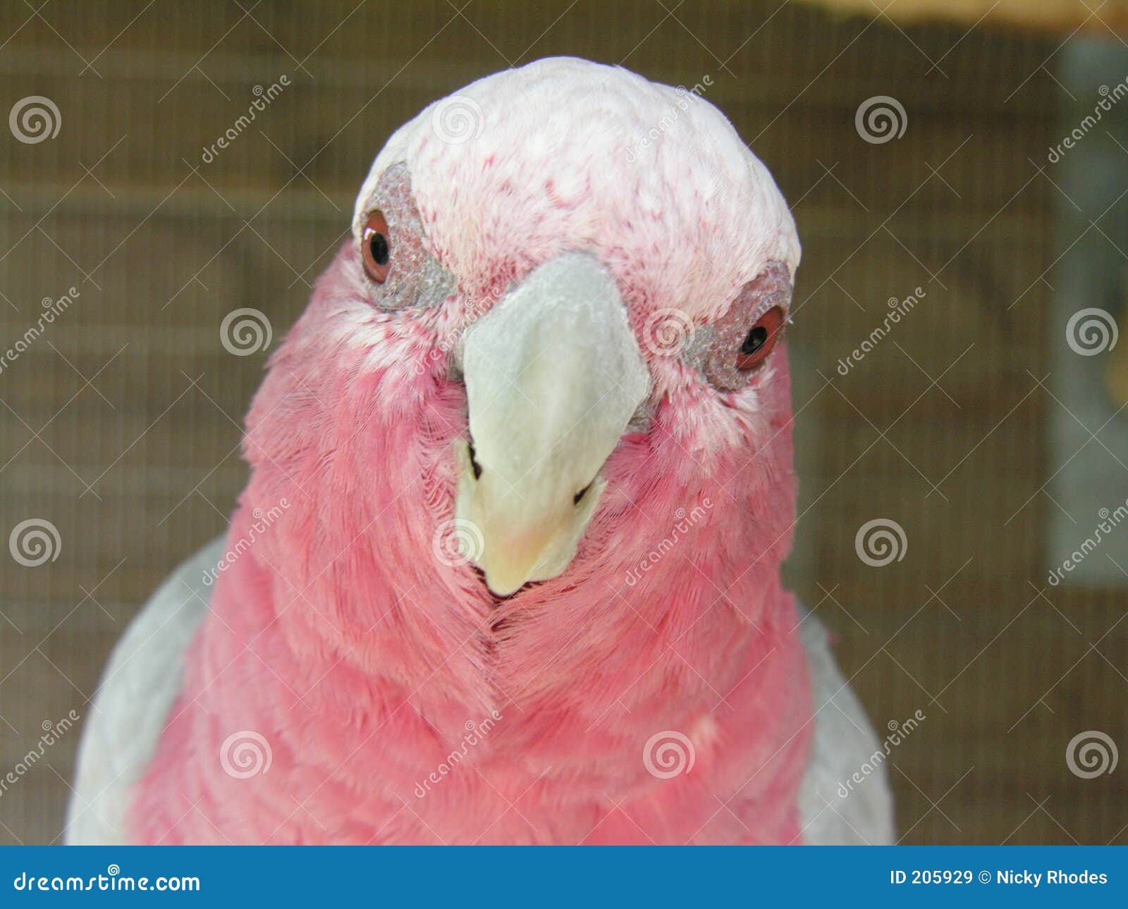 galah cockatoo for sale near me galah cockatoo for sale near me