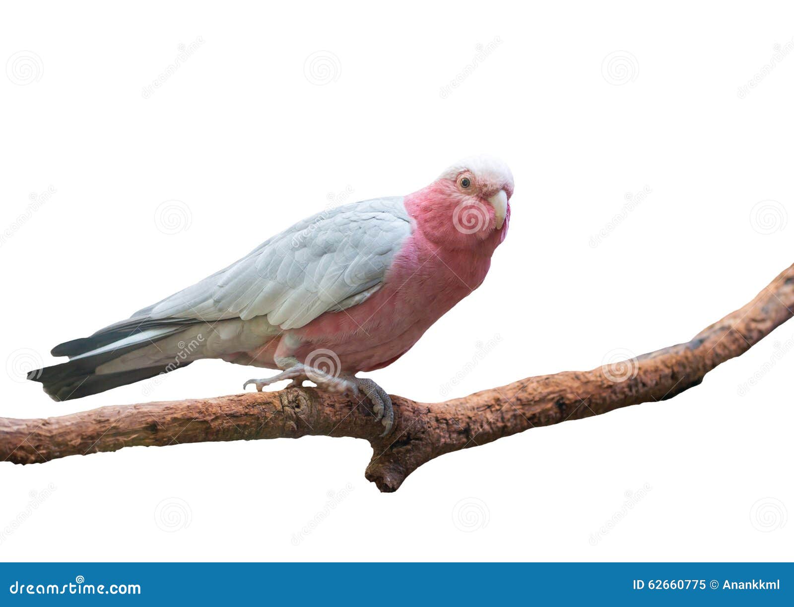apartment living with a galah cockatoo apartment living with a galah cockatoo