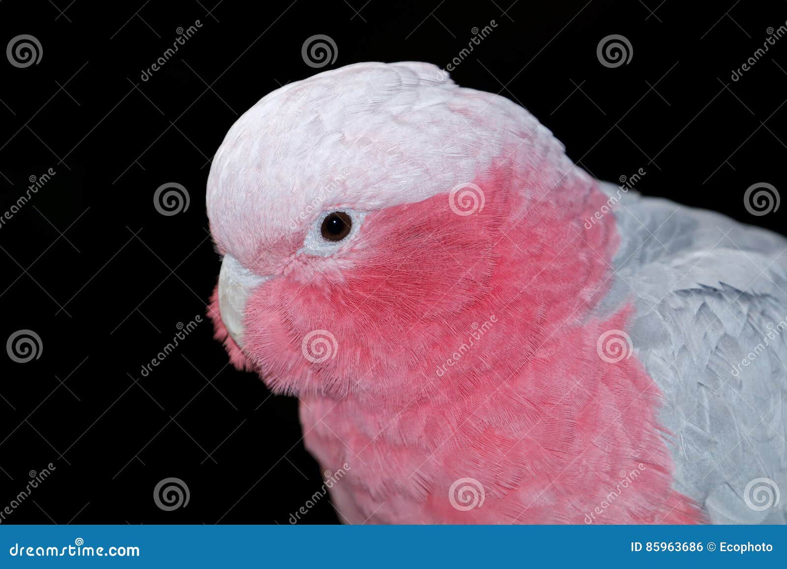 male female female galah cockatoo male female female galah cockatoo