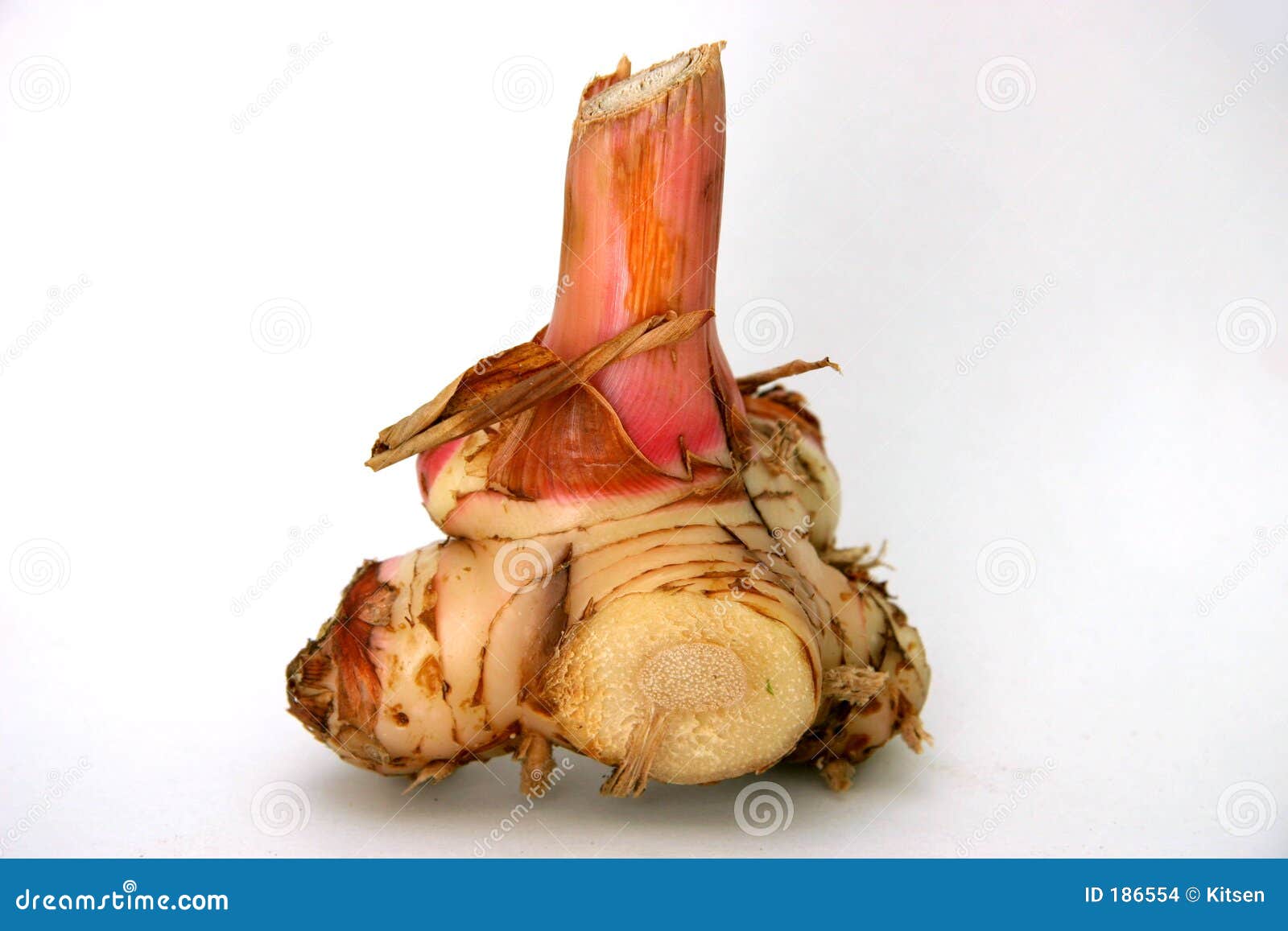 Galangal Blue Ginger Stock Photo Image Of Shrub Carbohydrate