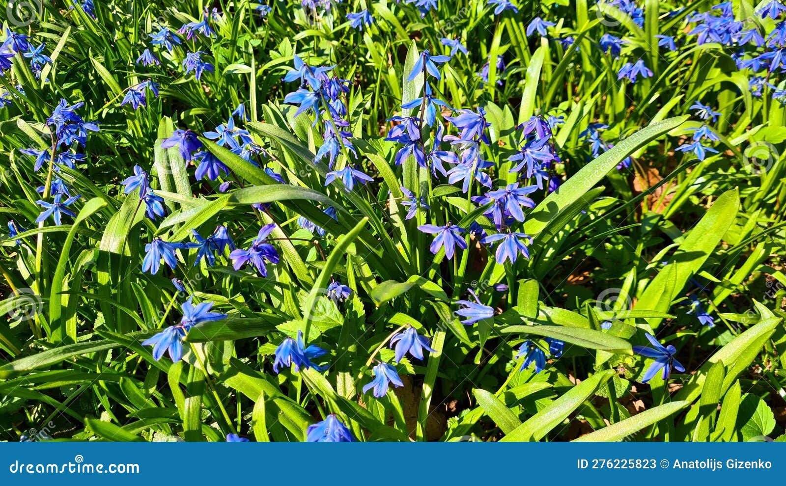 Galanthus Blue Flowers Grow in Forests and Parks in Spring Stock Image ...