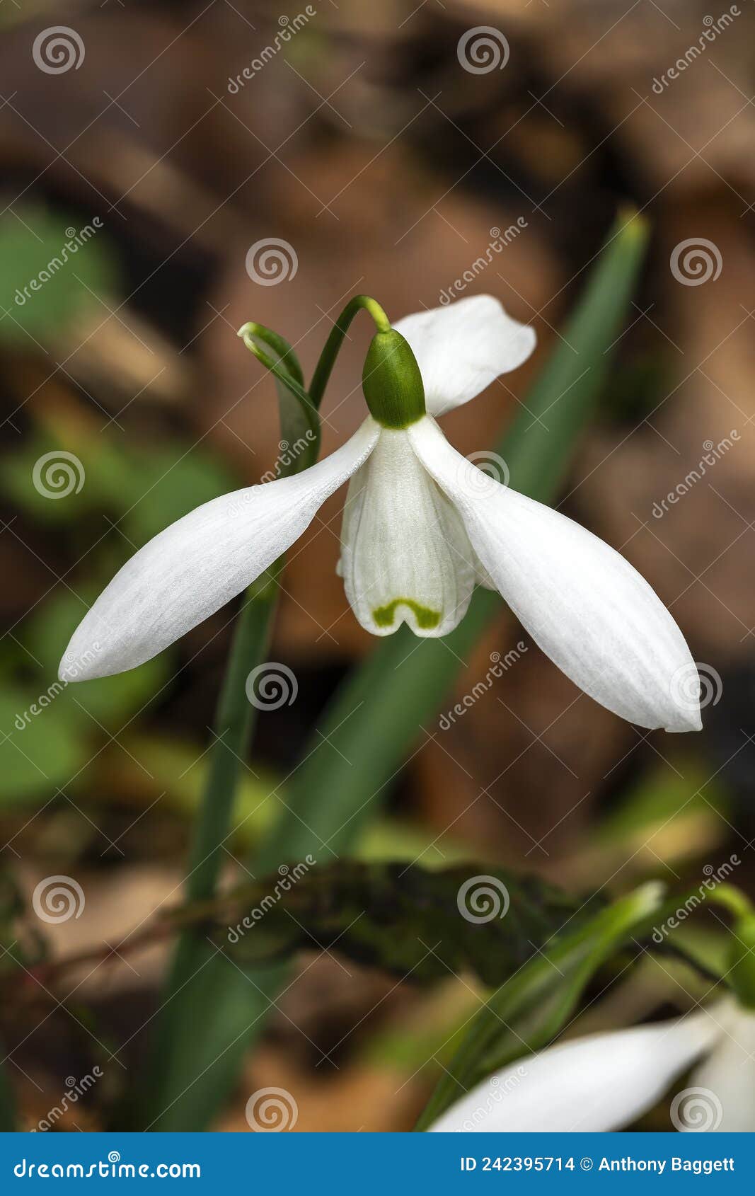 galanthus `brenda troyle` snowdrop