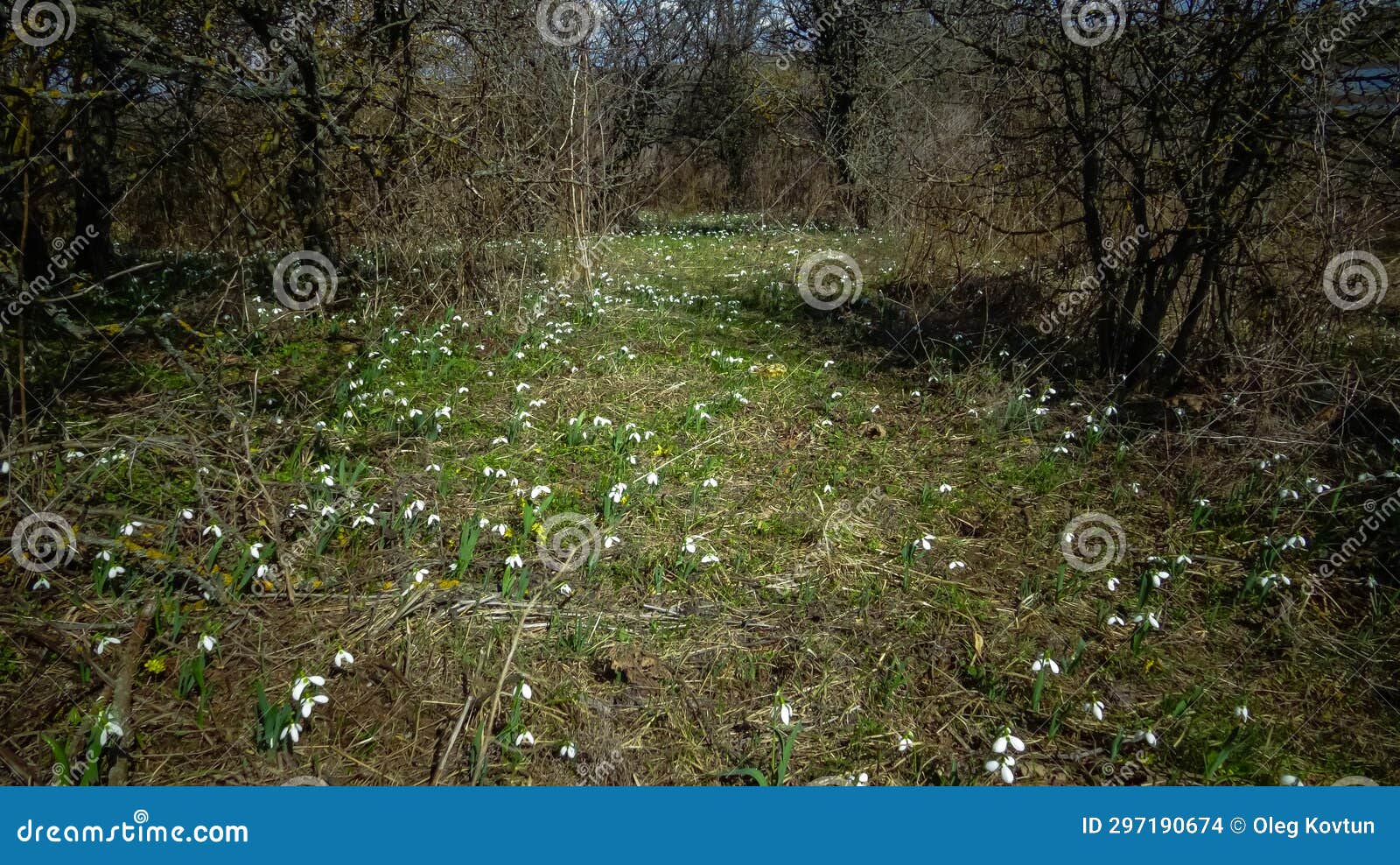 galanthus elwesii (elwes's, greater snowdrop), general shot of blooming snowdrops in the wild