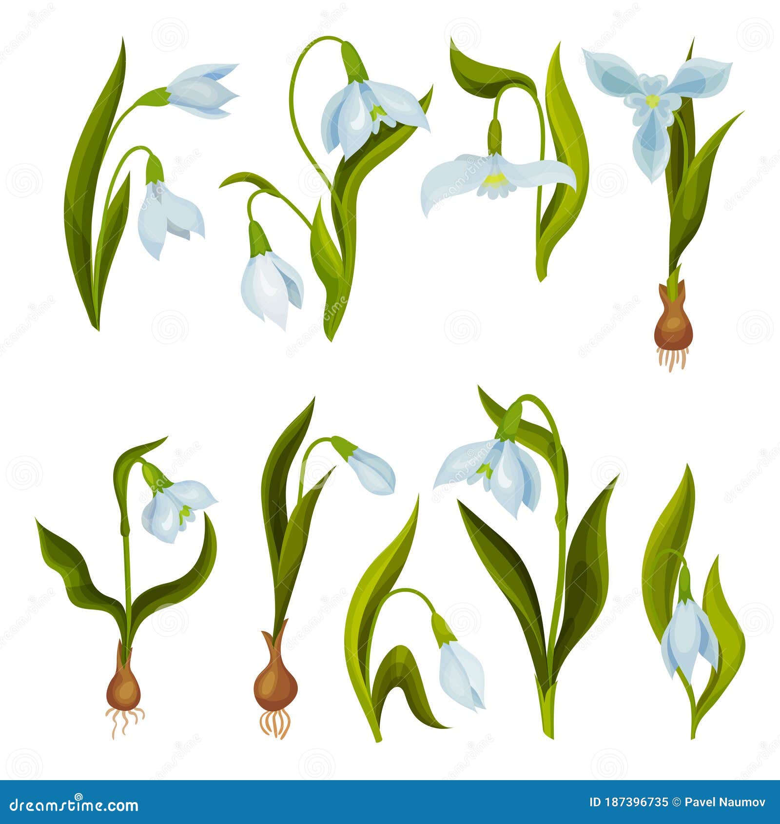 Galanthus O Nevada Con Hojas Lineales Y Conjunto De Flores Con Forma De Campana Blanca De Gota Ilustración del Vector - Ilustración de bulbo, colorido: 187396735 Galanthus O Nevada Con Hojas Lineales Y Conjunto De Flores Con Forma De Campana Blanca De Gota Ilustración del Vector - Ilustración de bulbo, colorido: 187396735