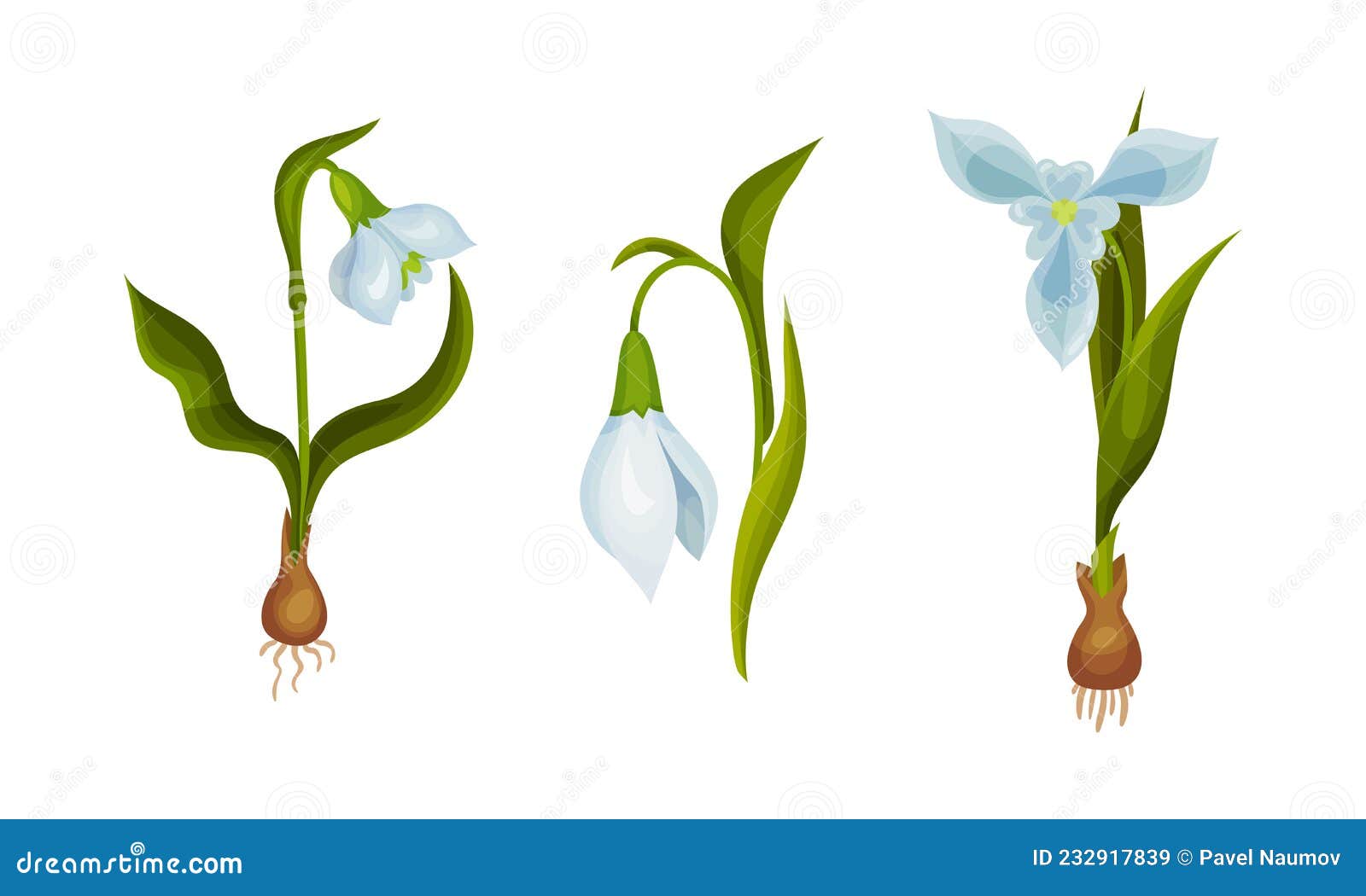Galanthus O Nevada Con Hojas Lineales Y Conjunto De Flores Con Forma De Campana Blanca De Gota Ilustración del Vector - Ilustración de fresco, hoja: 232917839 Galanthus O Nevada Con Hojas Lineales Y Conjunto De Flores Con Forma De Campana Blanca De Gota Ilustración del Vector - Ilustración de fresco, hoja: 232917839