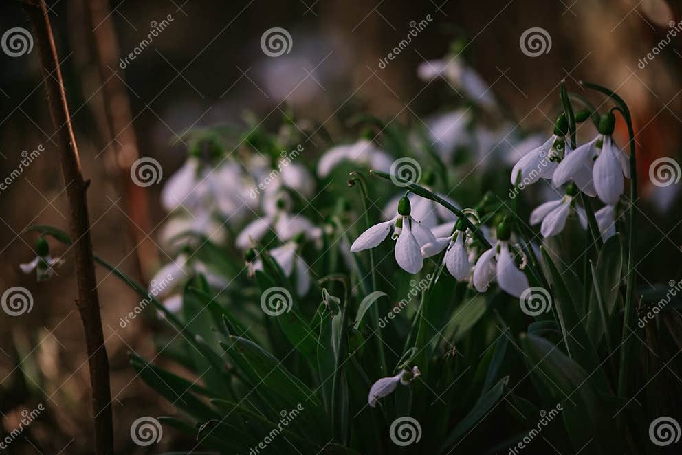 Galanthus Plicatus Flower in Full Bloom. the Pure White Plant that