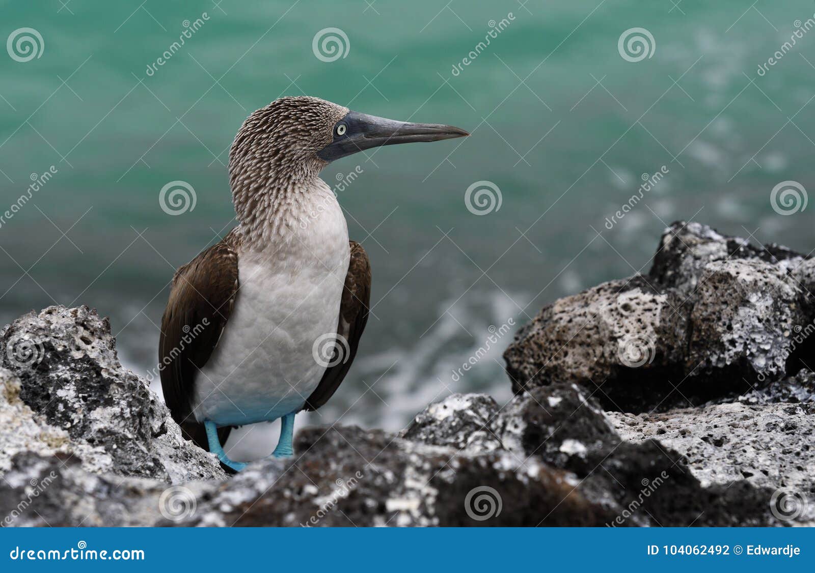 galapagos birds 30