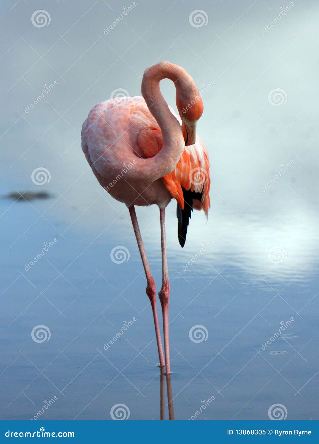 galapagos flamingo grooming