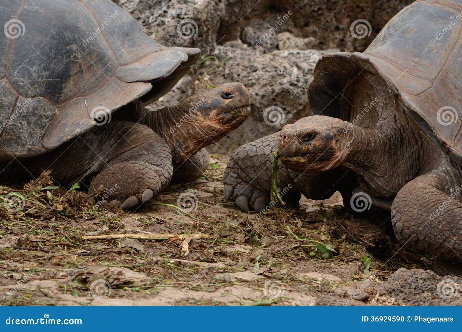 galapagos giant tortoise (chelonoidis nigra)