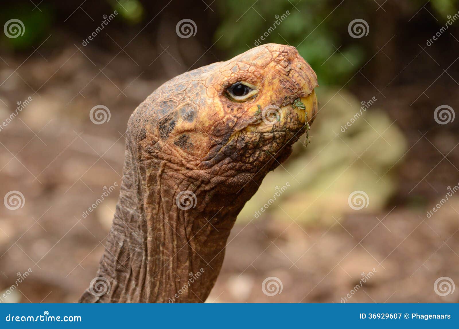 galapagos giant tortoise (chelonoidis nigra)