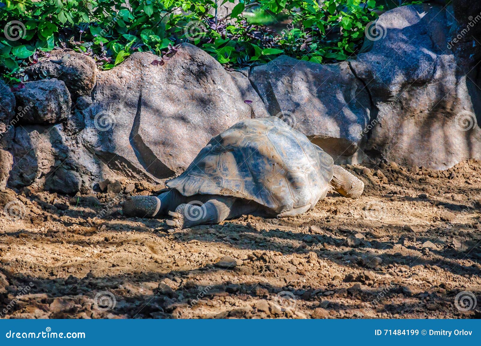 galapagos giant tortoise, chelonoidis nigra in loro parque, tene