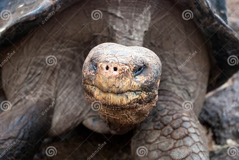 Giant Tortoise at Charles Darwin Research Station, Galapagos Islands