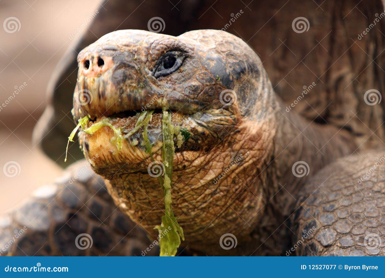 galapagos giant tortoise eats messily
