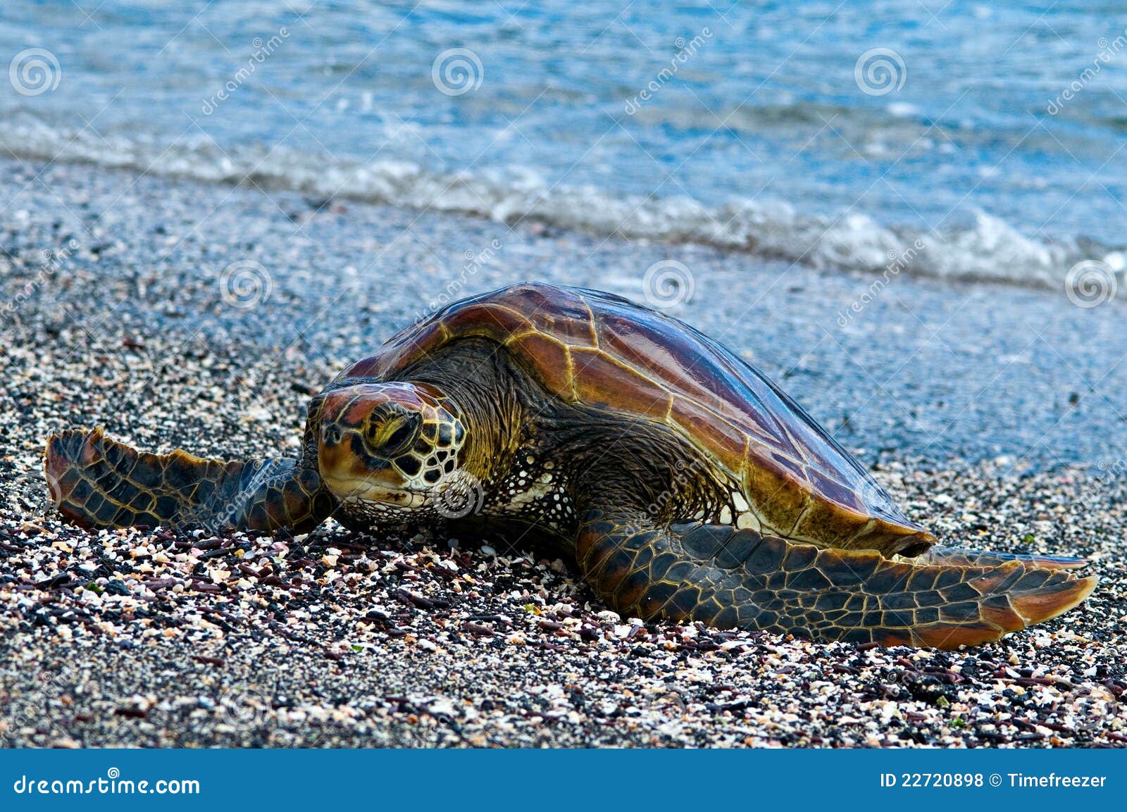 Galapagos Green Turtle stock photo. Image of herbivore 22720898