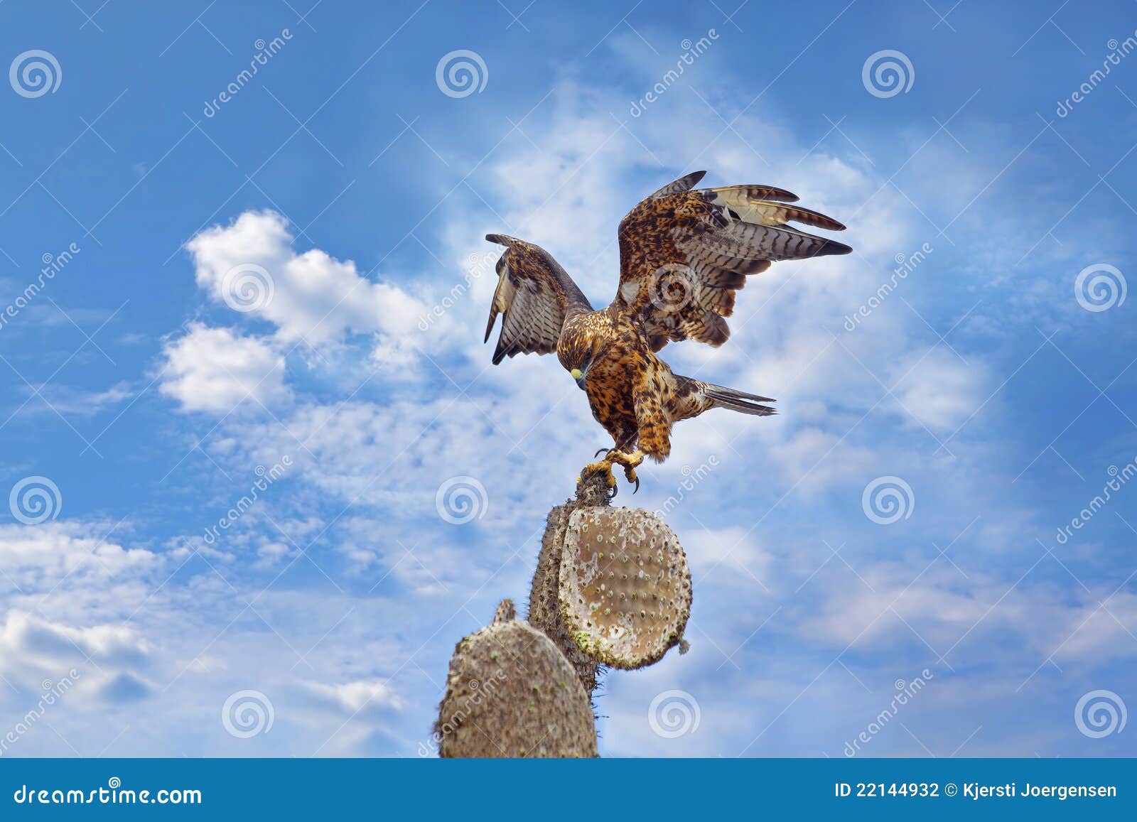 galapagos hawk on santa fe