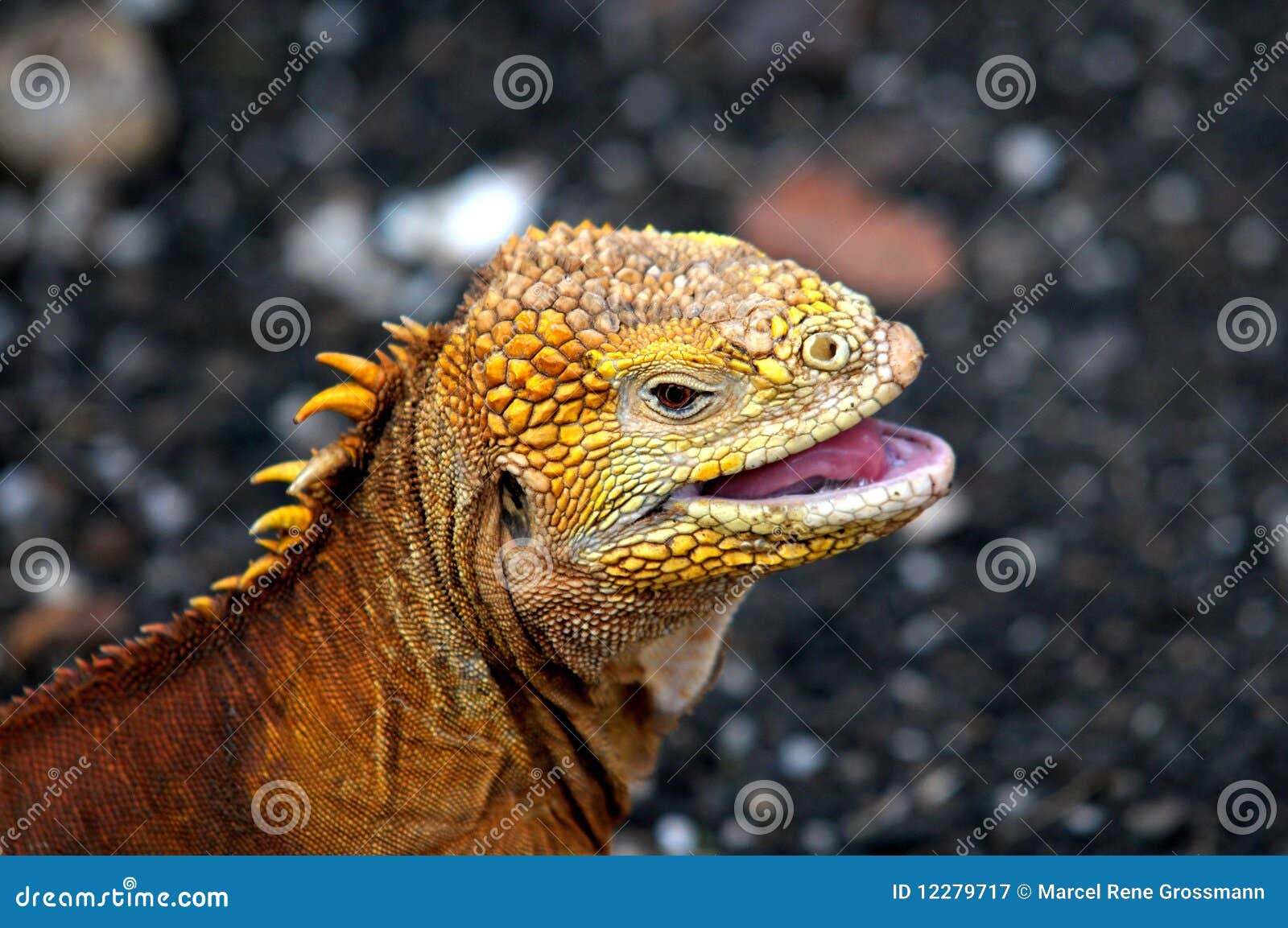 galapagos iguana